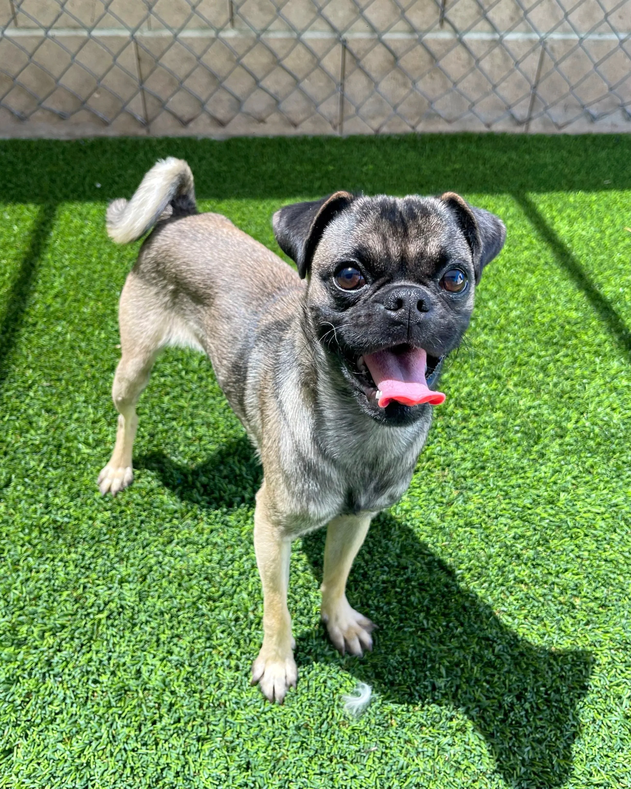 Bruno/ 6 Months/ Pug
