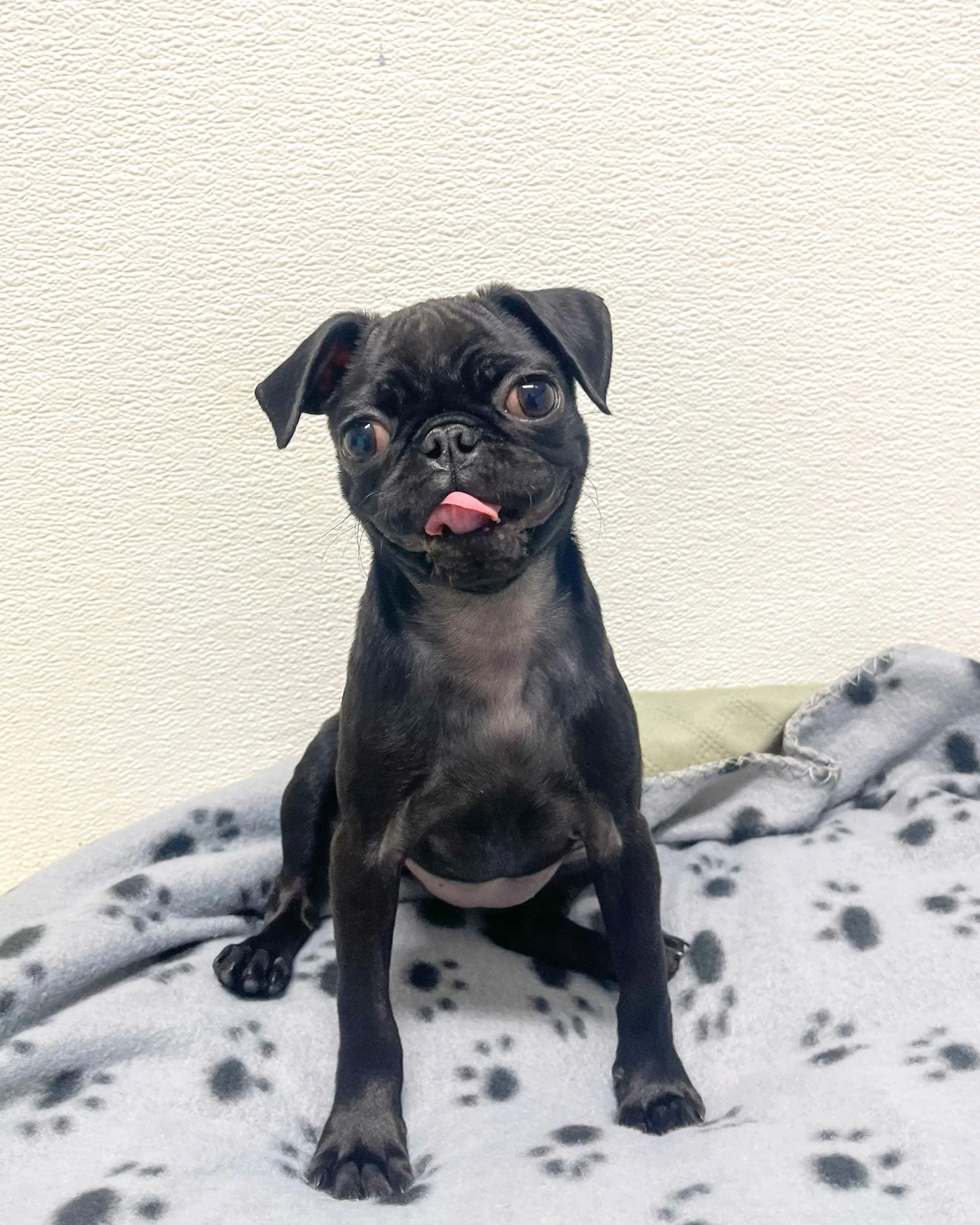 Gremlin/Female/ 13 Weeks