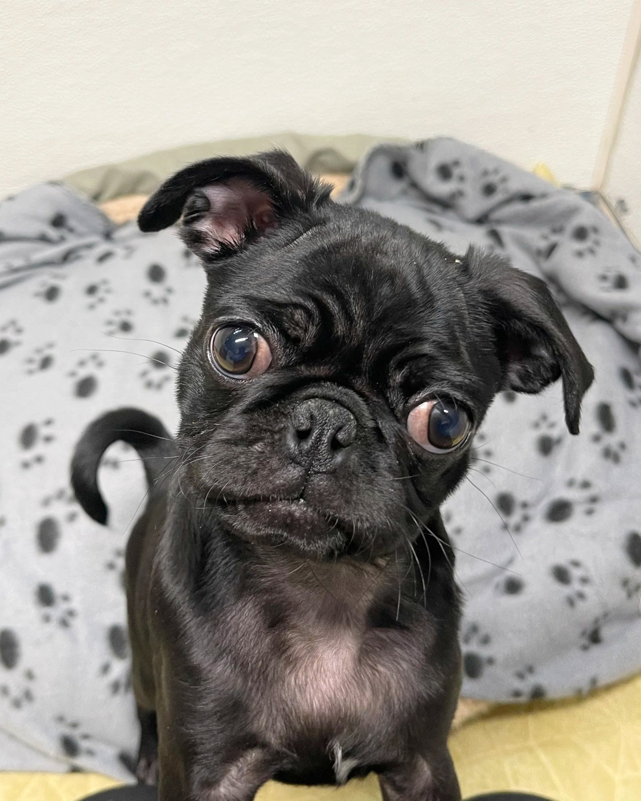 Goblin/Male/13 Weeks/Male