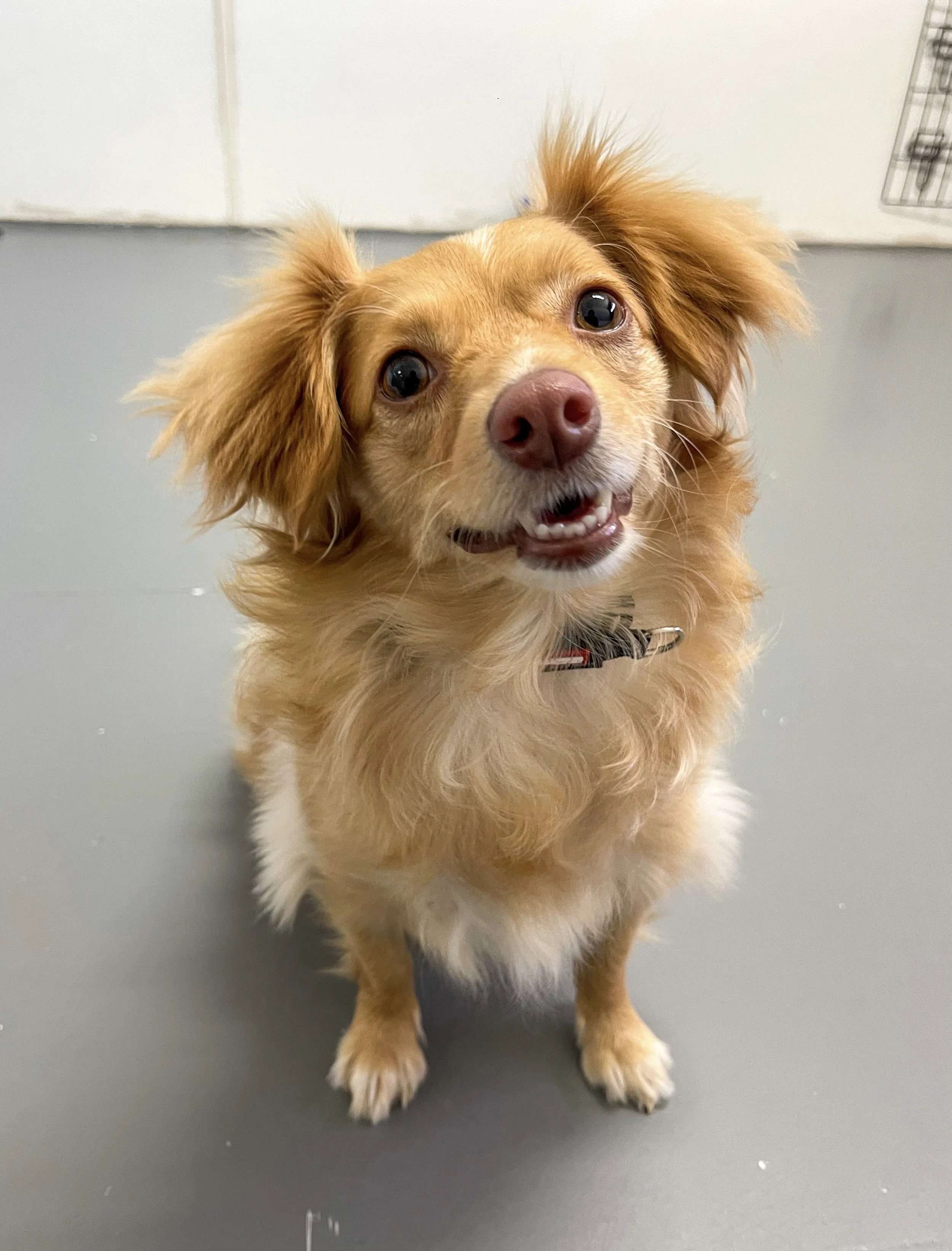 Teefy