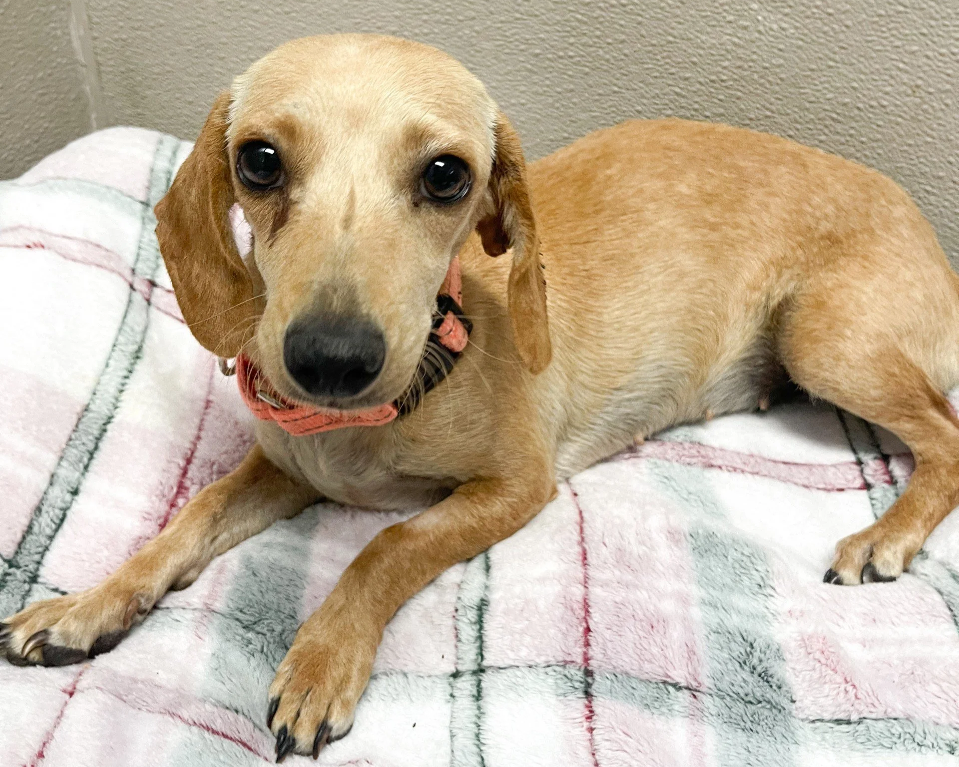Nina/3 years/Dachshund Mix