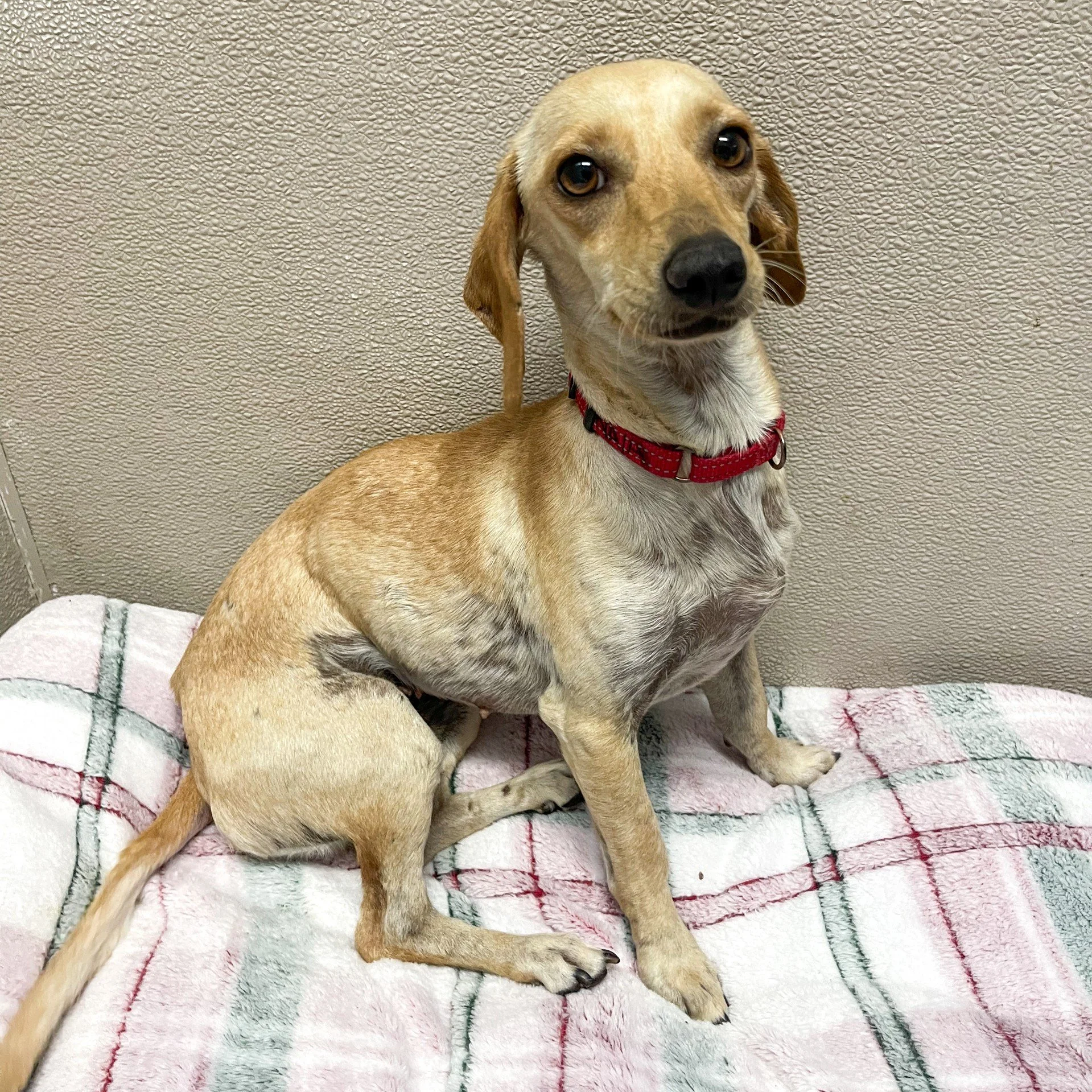 Nala/3 years/Dachshund Mix