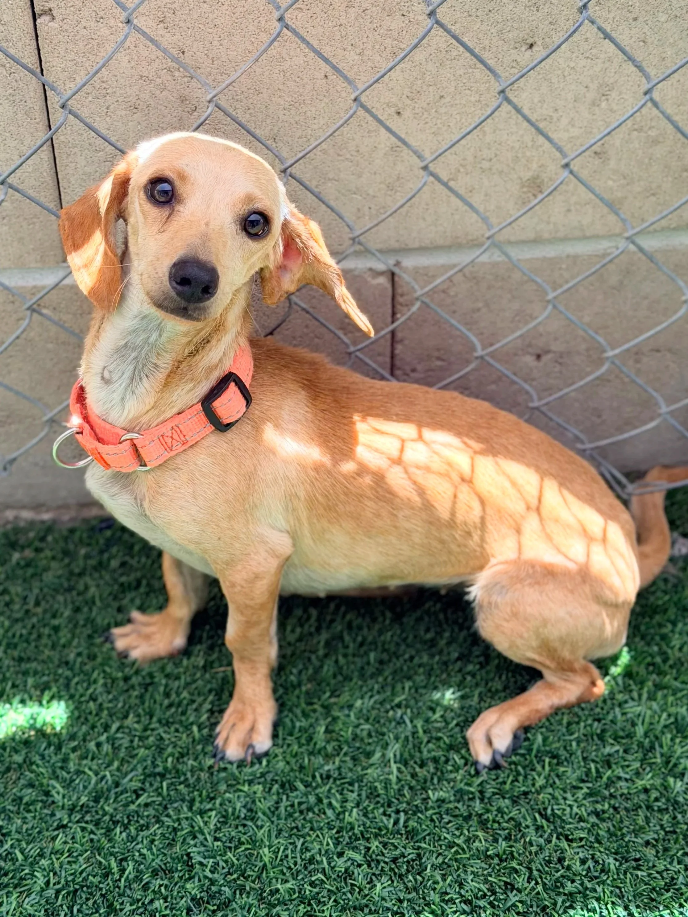 Nina/3 years/Dachshund X