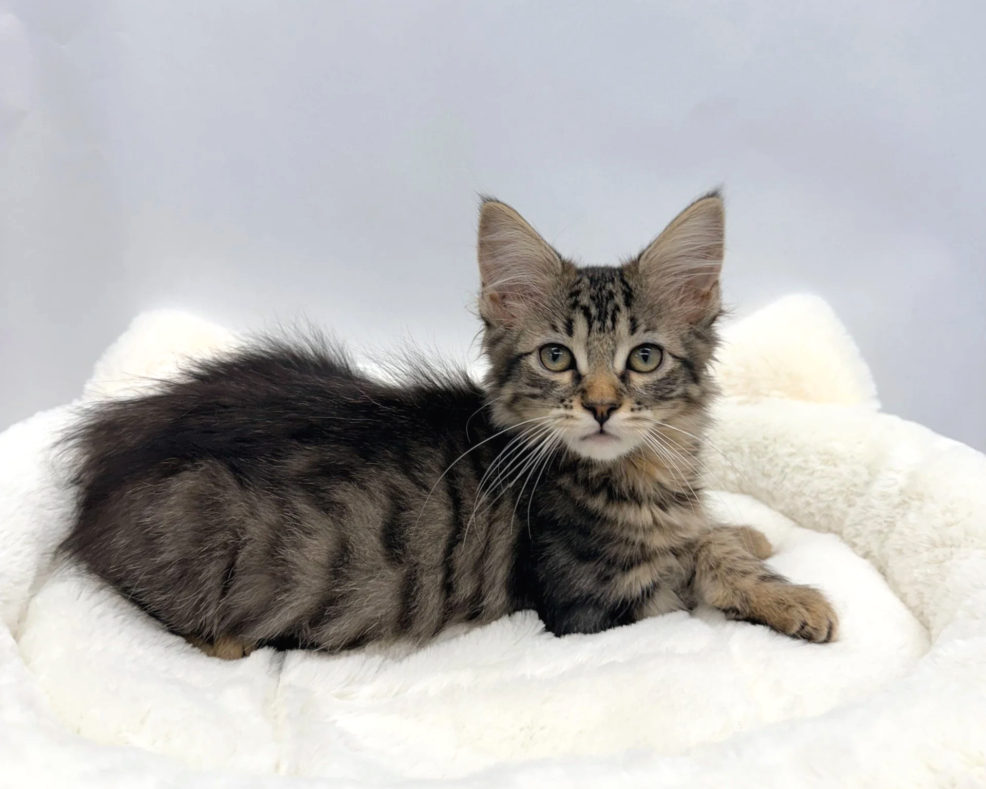 Purrsephone/Female/13 weeks