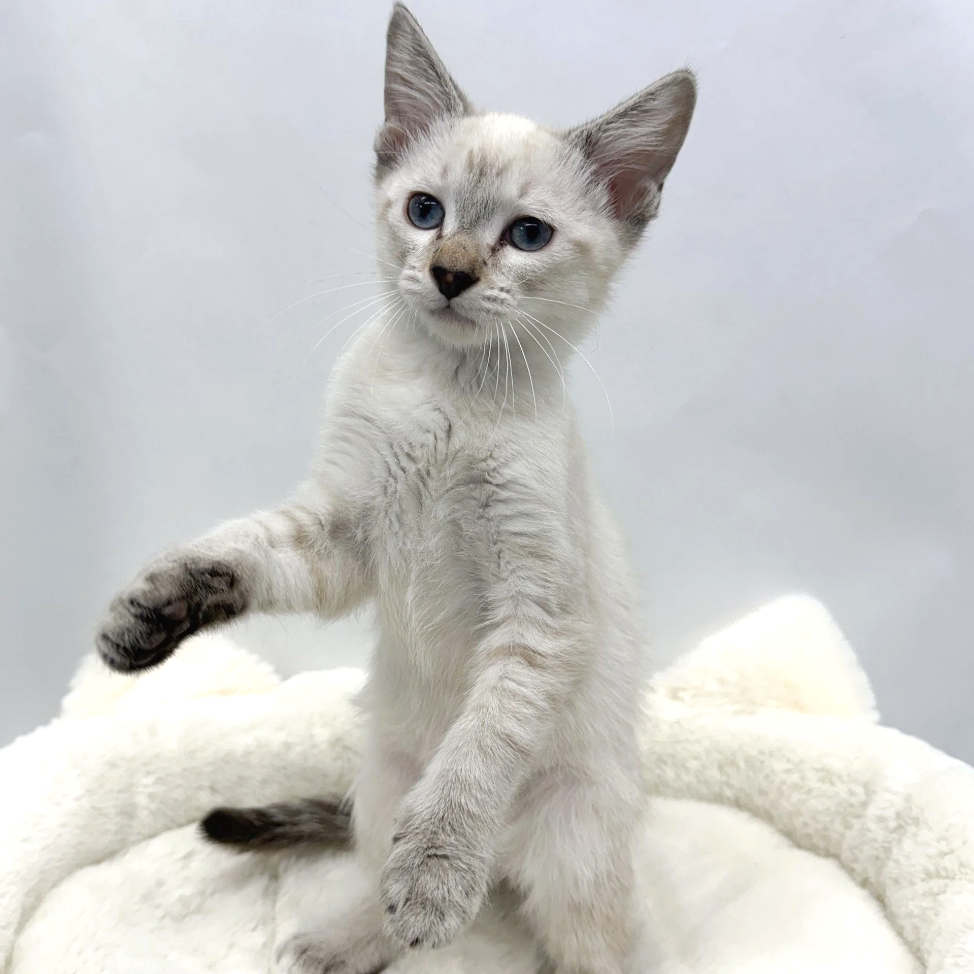 Wisp/Male/13 weeks