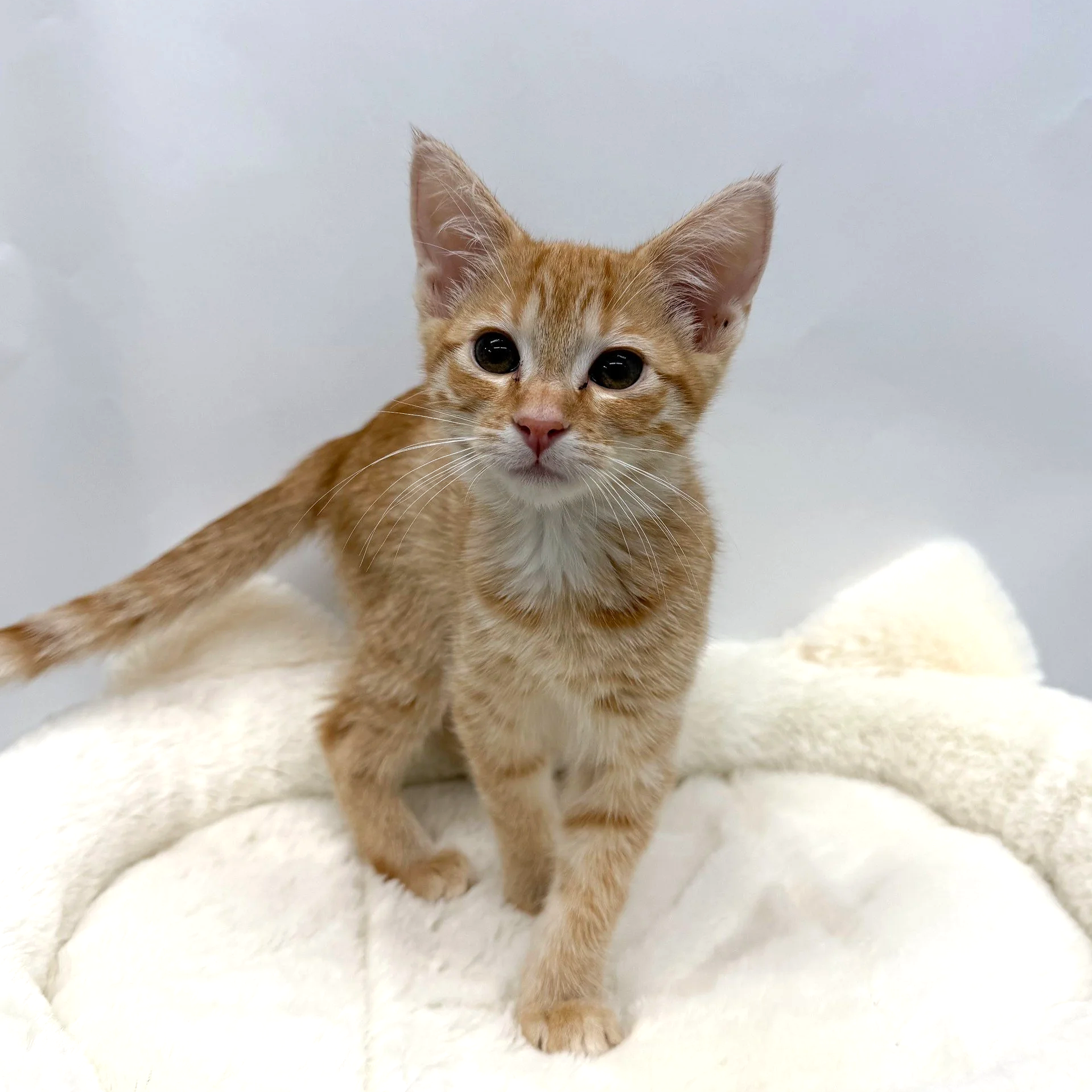 Cheddarella/Female/13 weeks