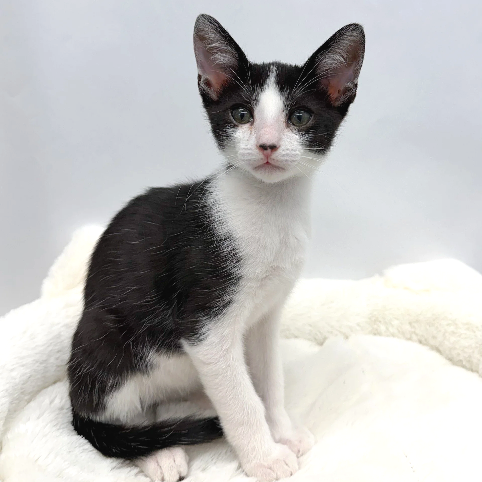 Catrick Swayze/Male/13 weeks