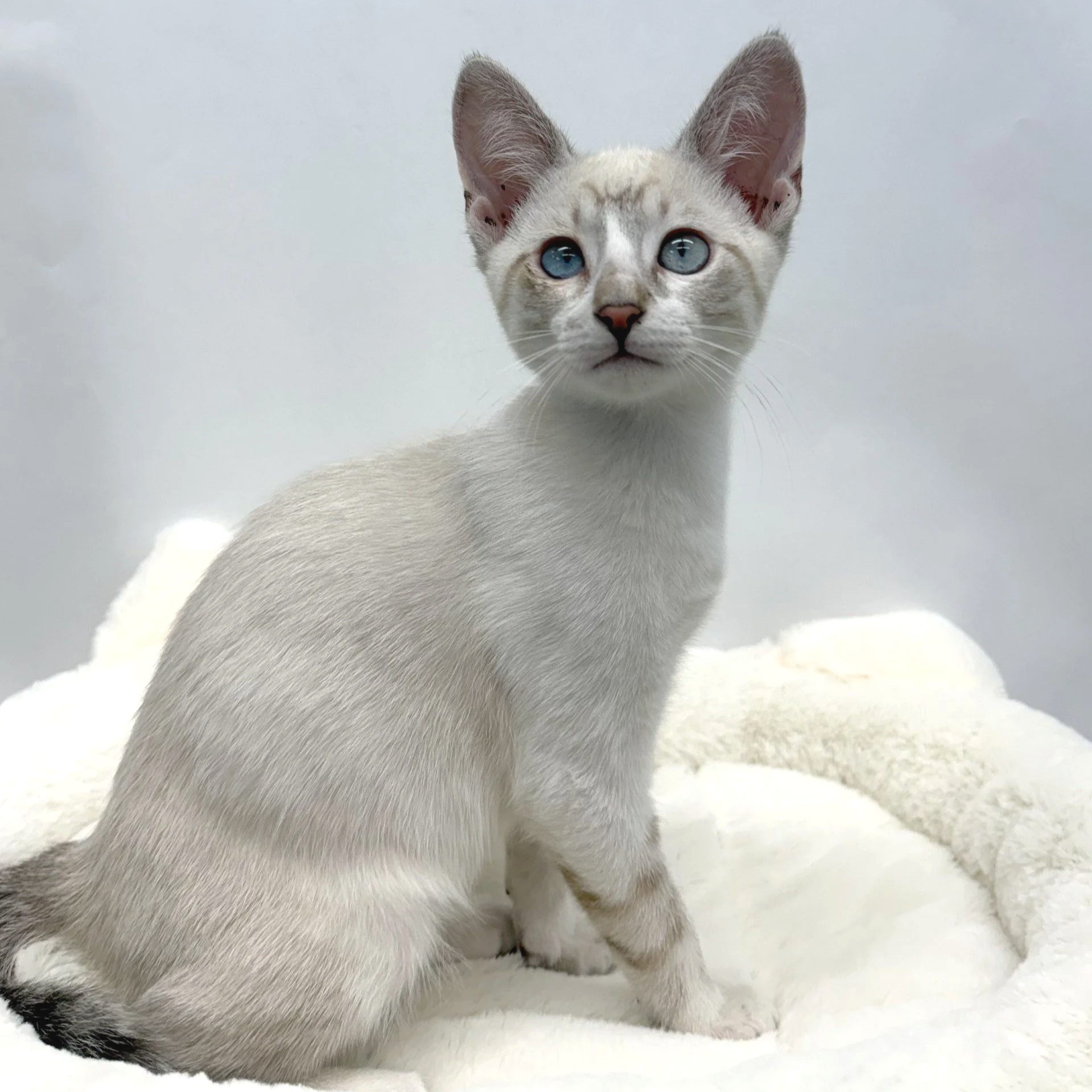Alby/Male/13 weeks