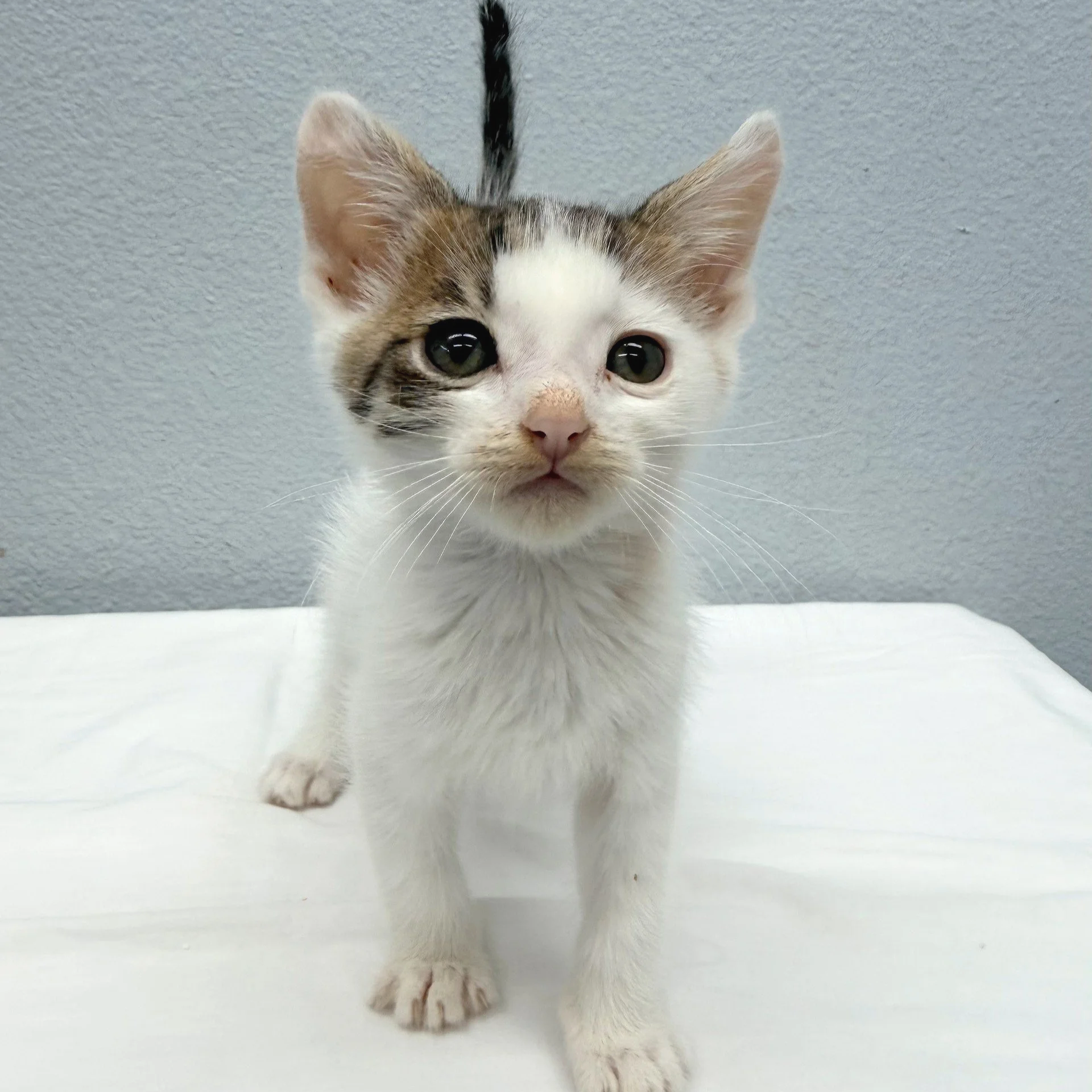 Bryce/Male/7 weeks