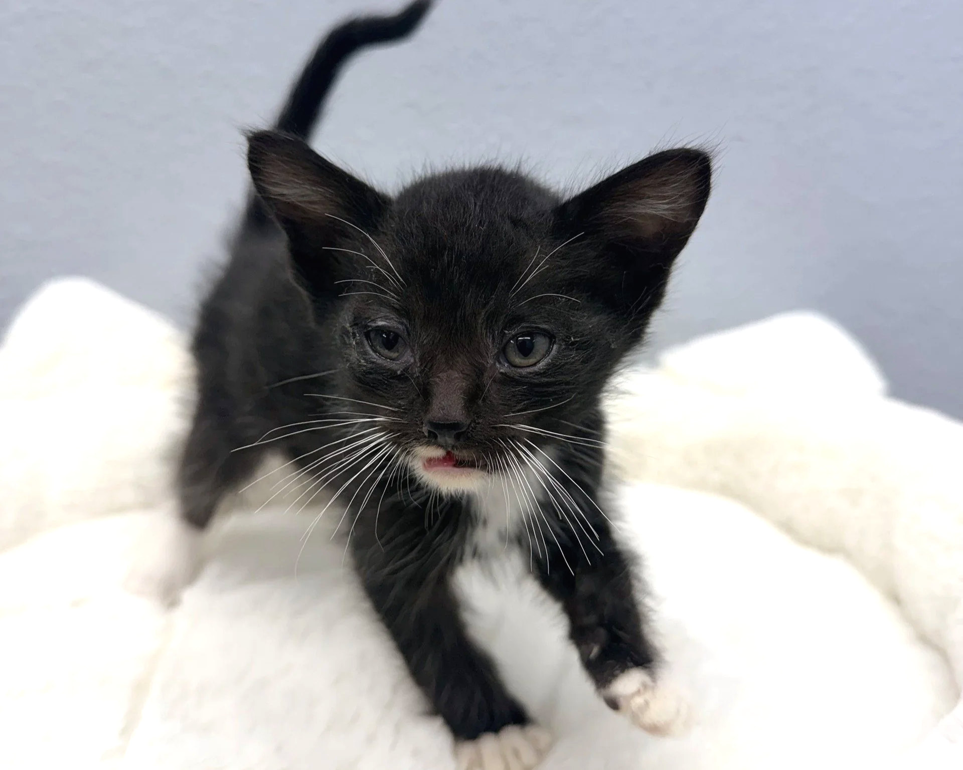 Corbin/Male/7 weeks