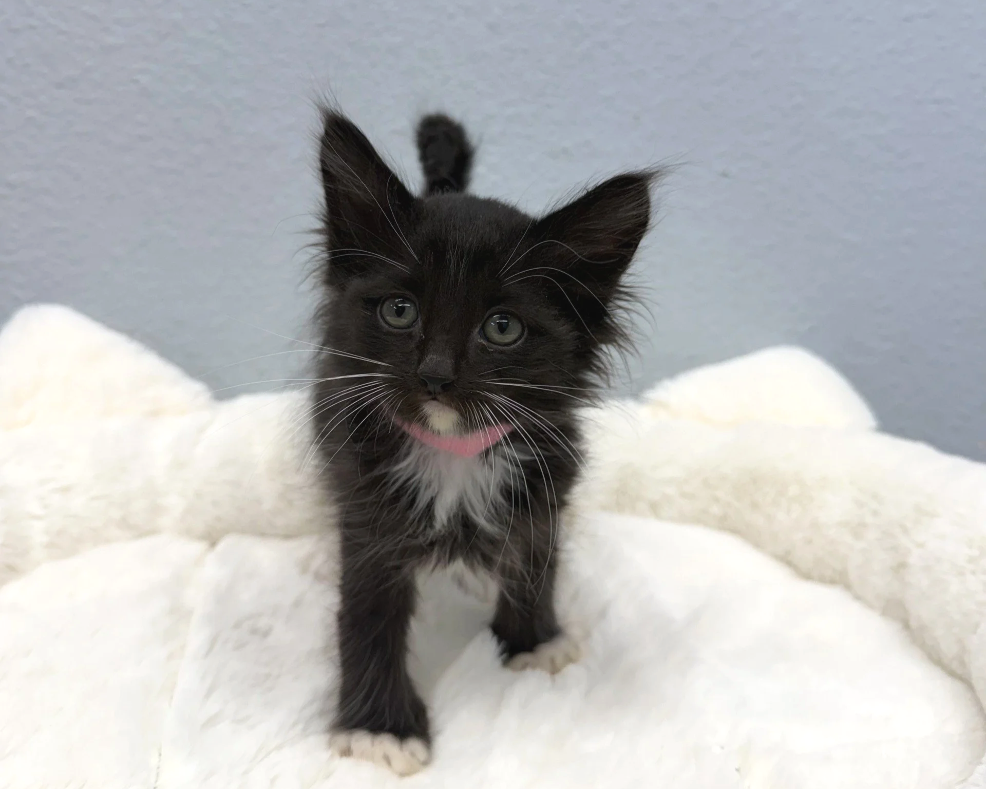 Sasha/Female/7 weeks