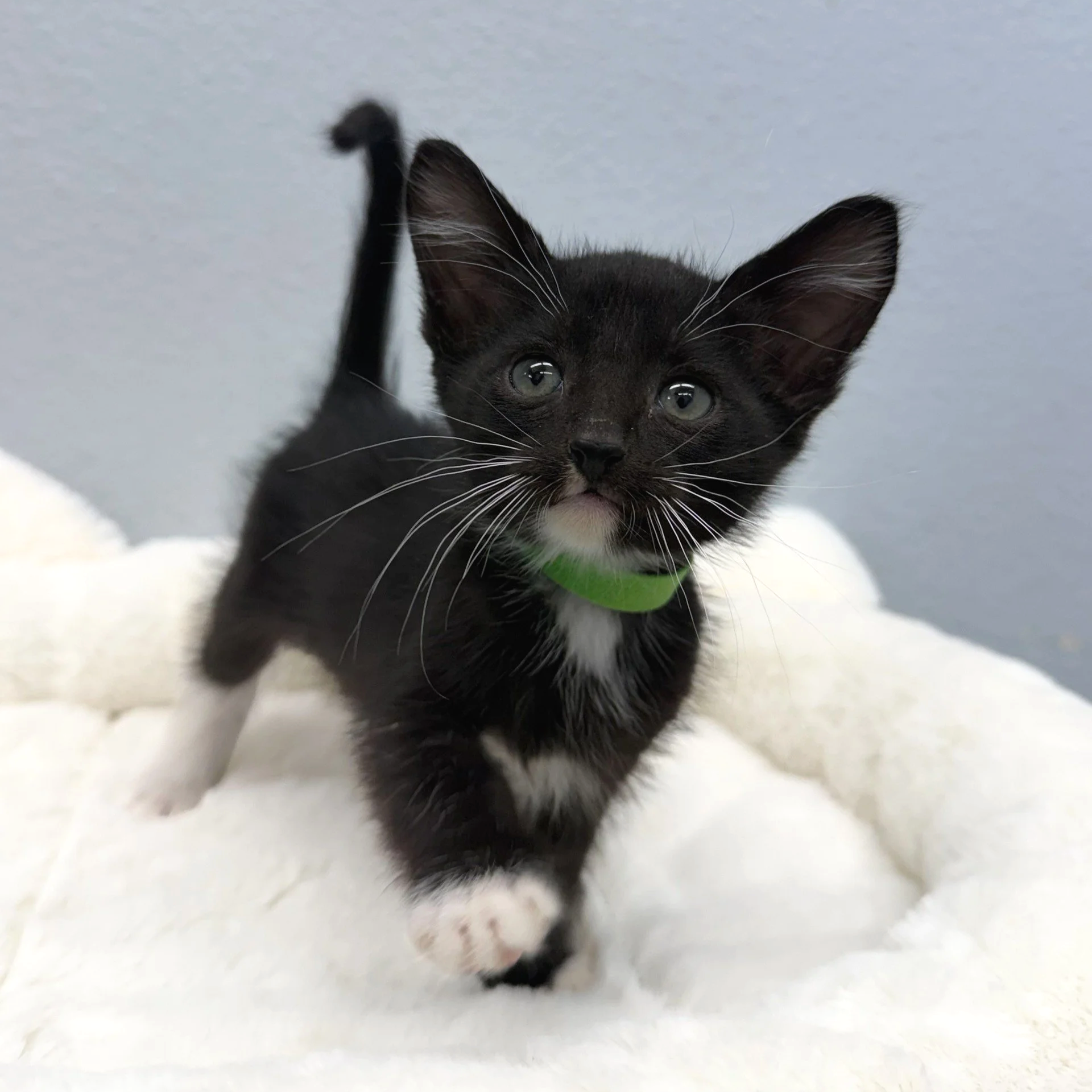 KC/Male/7 weeks