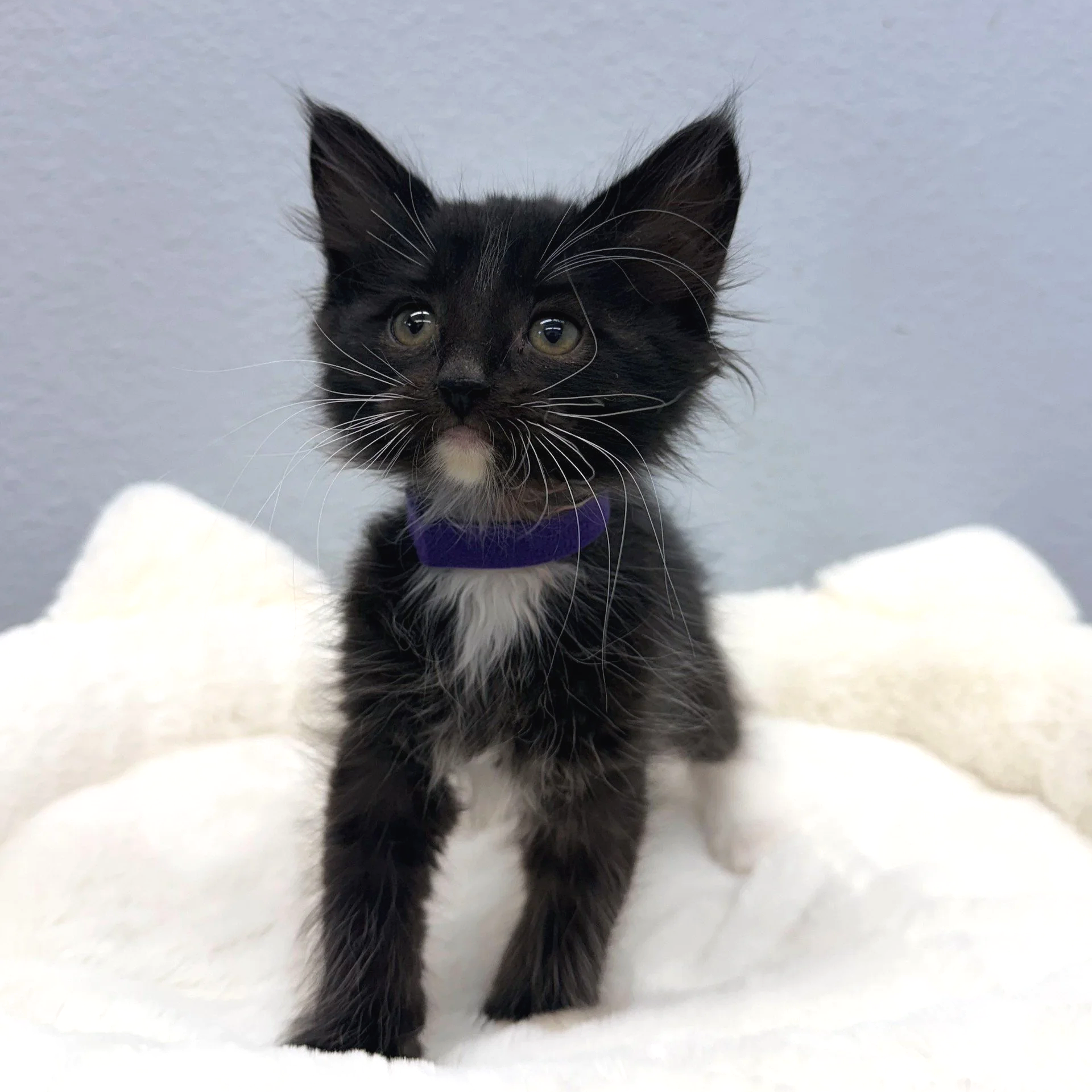 Malia/Female/7 weeks