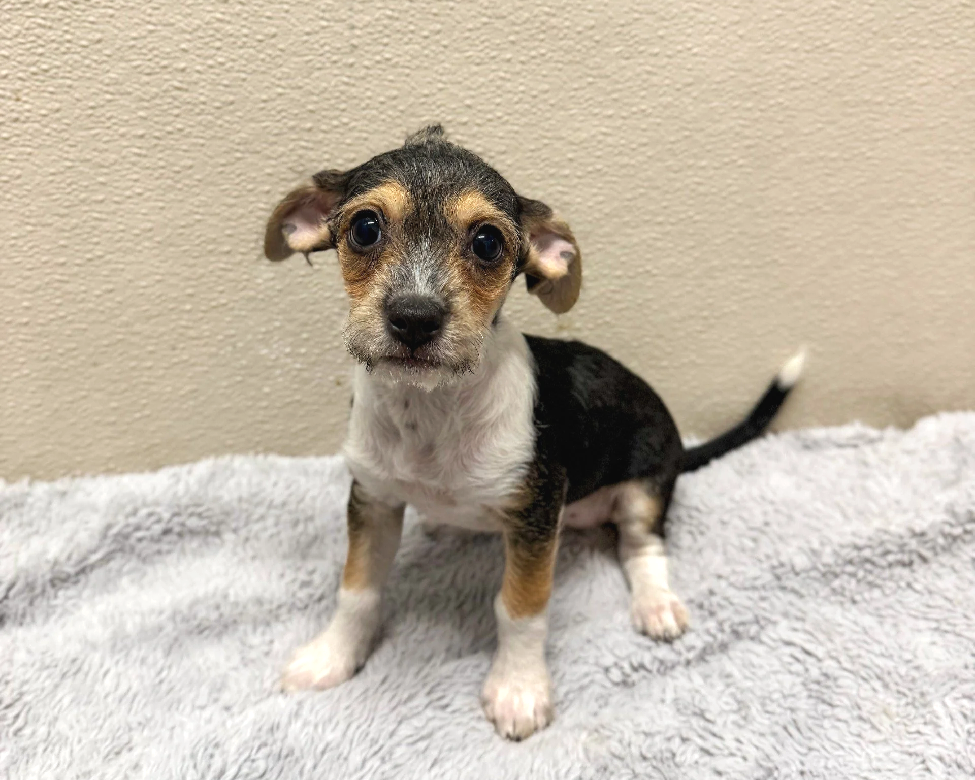 Tail-or Swift/Female/9 weeks.
Note: This puppy will be available for adoption at our Dogust event on August 29th at the Rowan Hotel Palm Springs.
For more information about the event, please visit our website