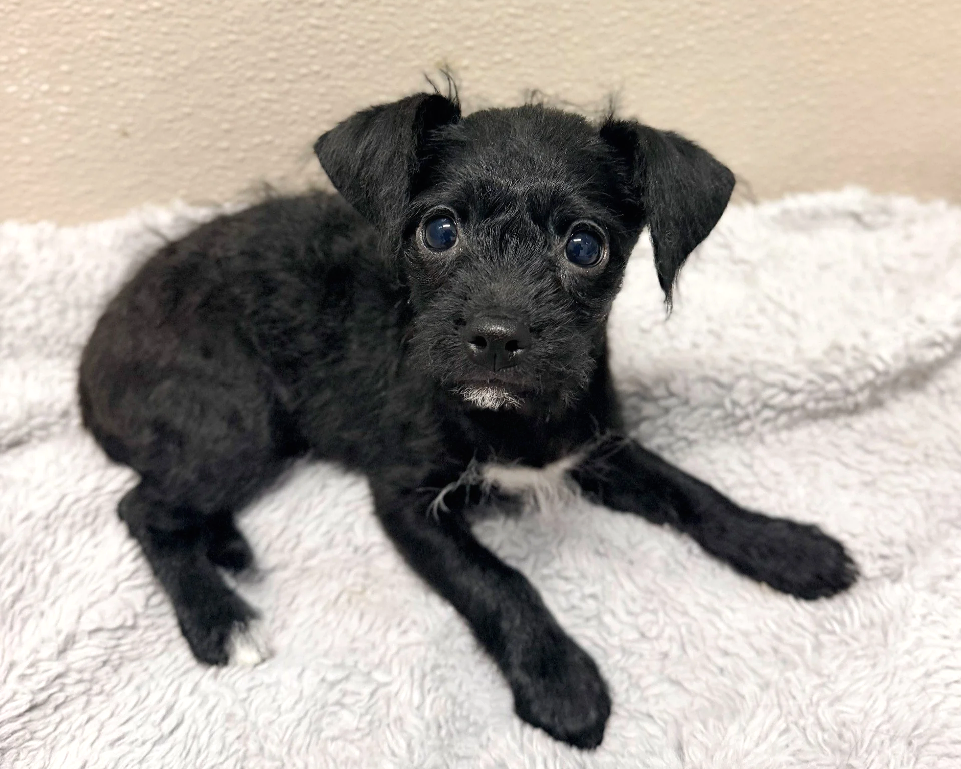 Rosa Barks/Female/9 weeks.
Note: This puppy will be available for adoption at our Dogust event on August 29th at the Rowan Hotel Palm Springs.
For more information about the event, please visit our website