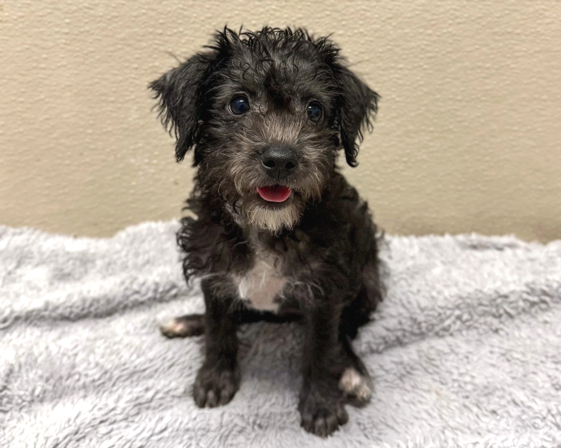 Judge Judy/Female/9 weeks.
Note: This puppy will be available for adoption at our Dogust event on August 29th at the Rowan Hotel Palm Springs.
For more information about the event, please visit our website