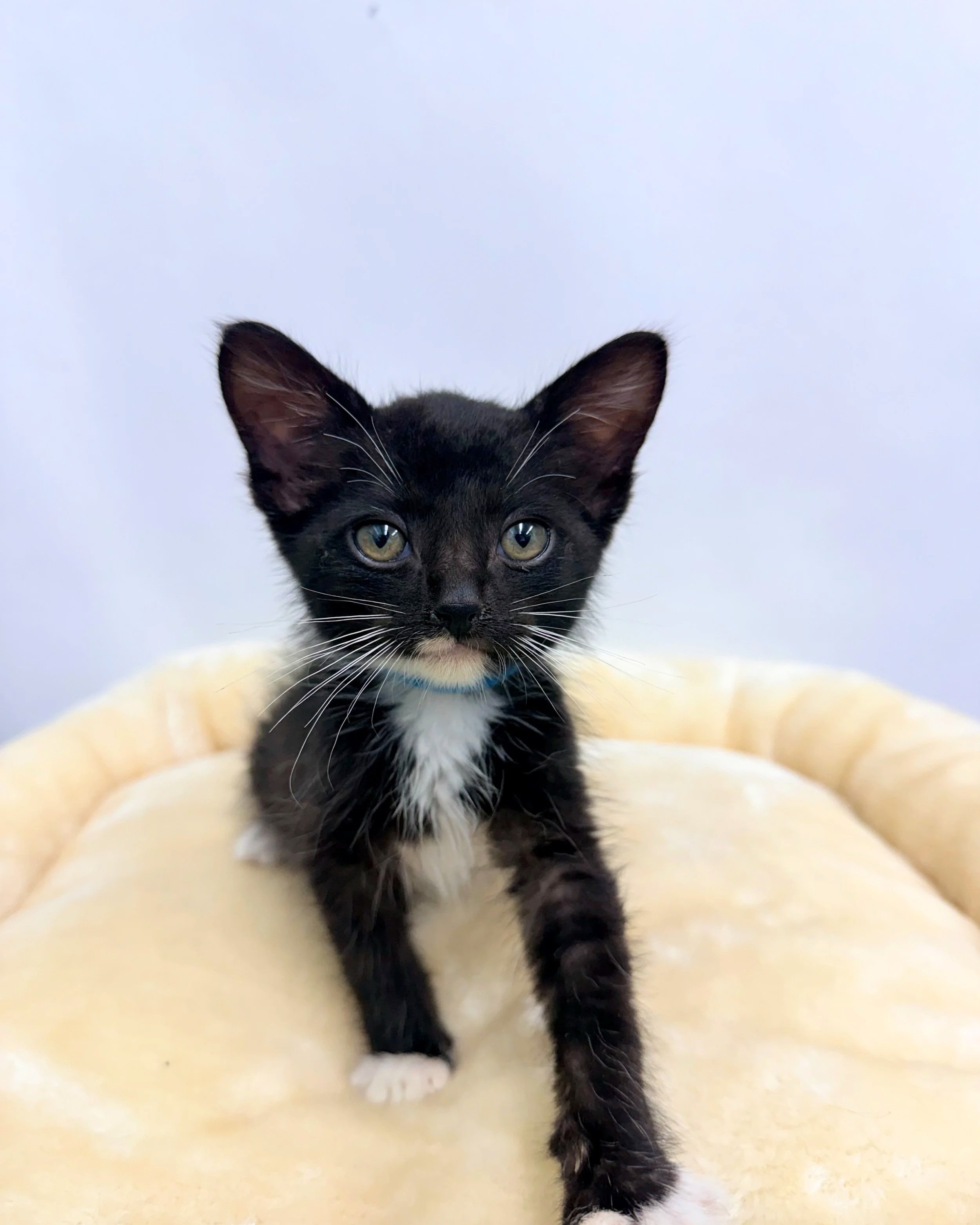 Corbin/Male/7 weeks