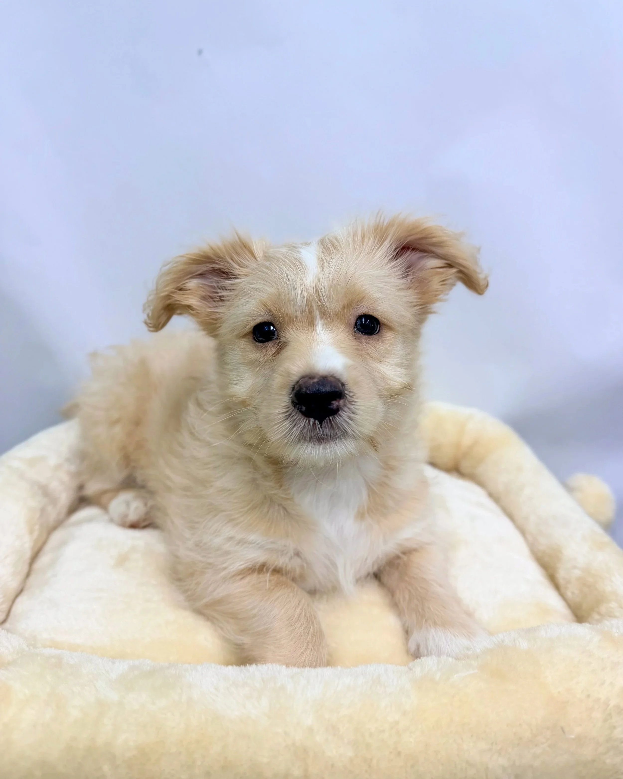 Billy Bats/ 8 Weeks/ Mixed Breed.