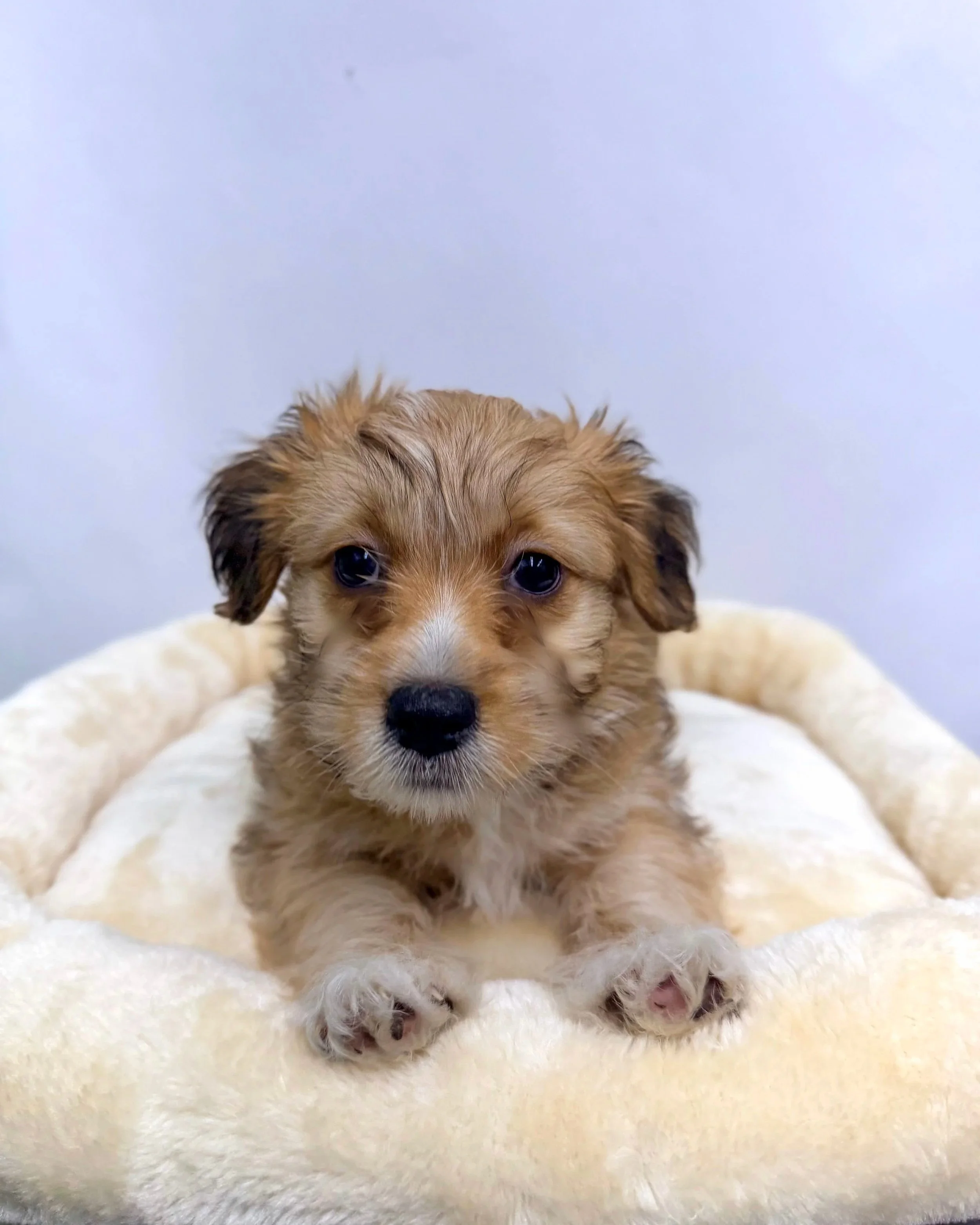 Frankie Carbone/ 8 Weeks/ Mixed Breed.