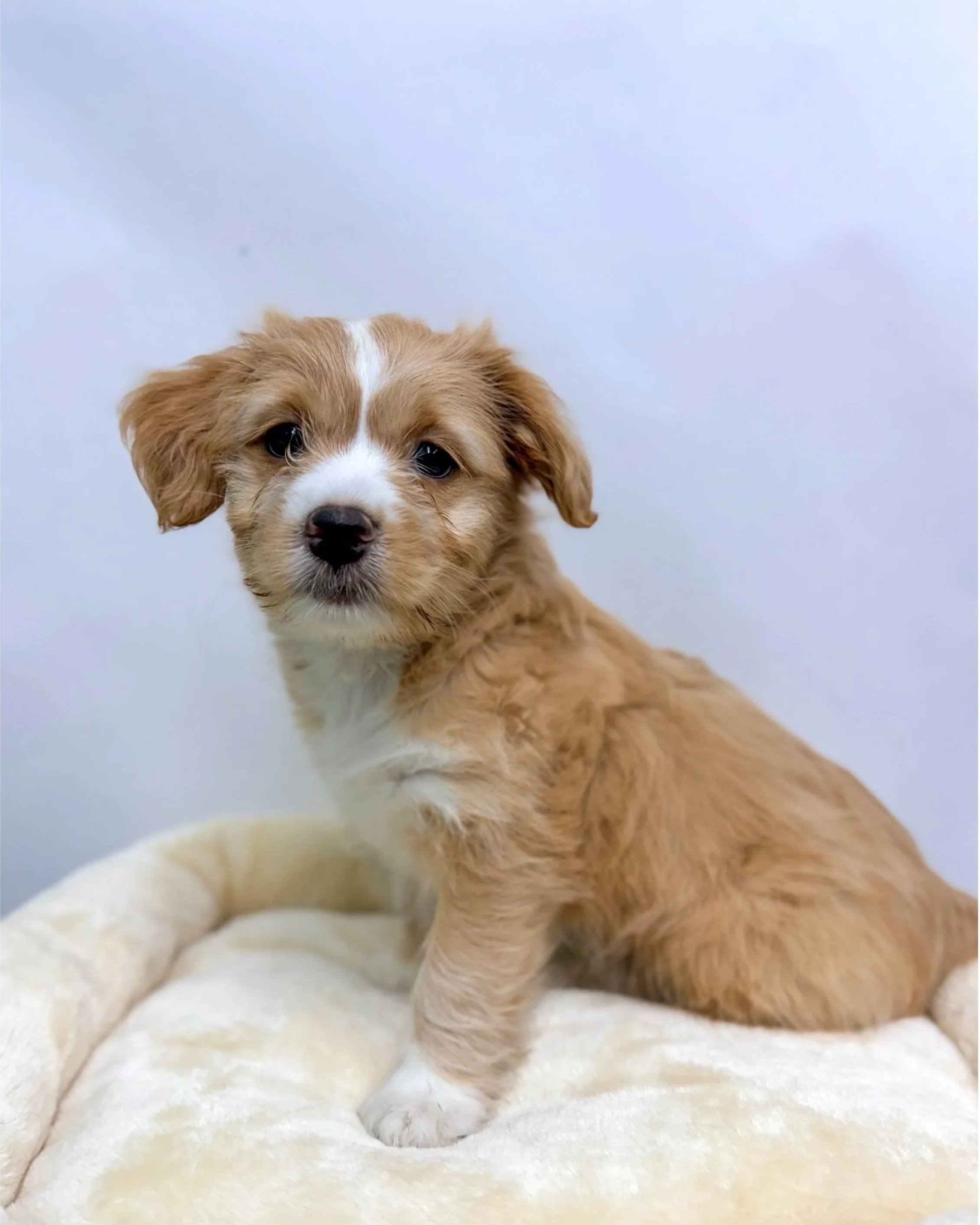 Freddy No Nose/ 8 Weeks/ Mixed Breed.