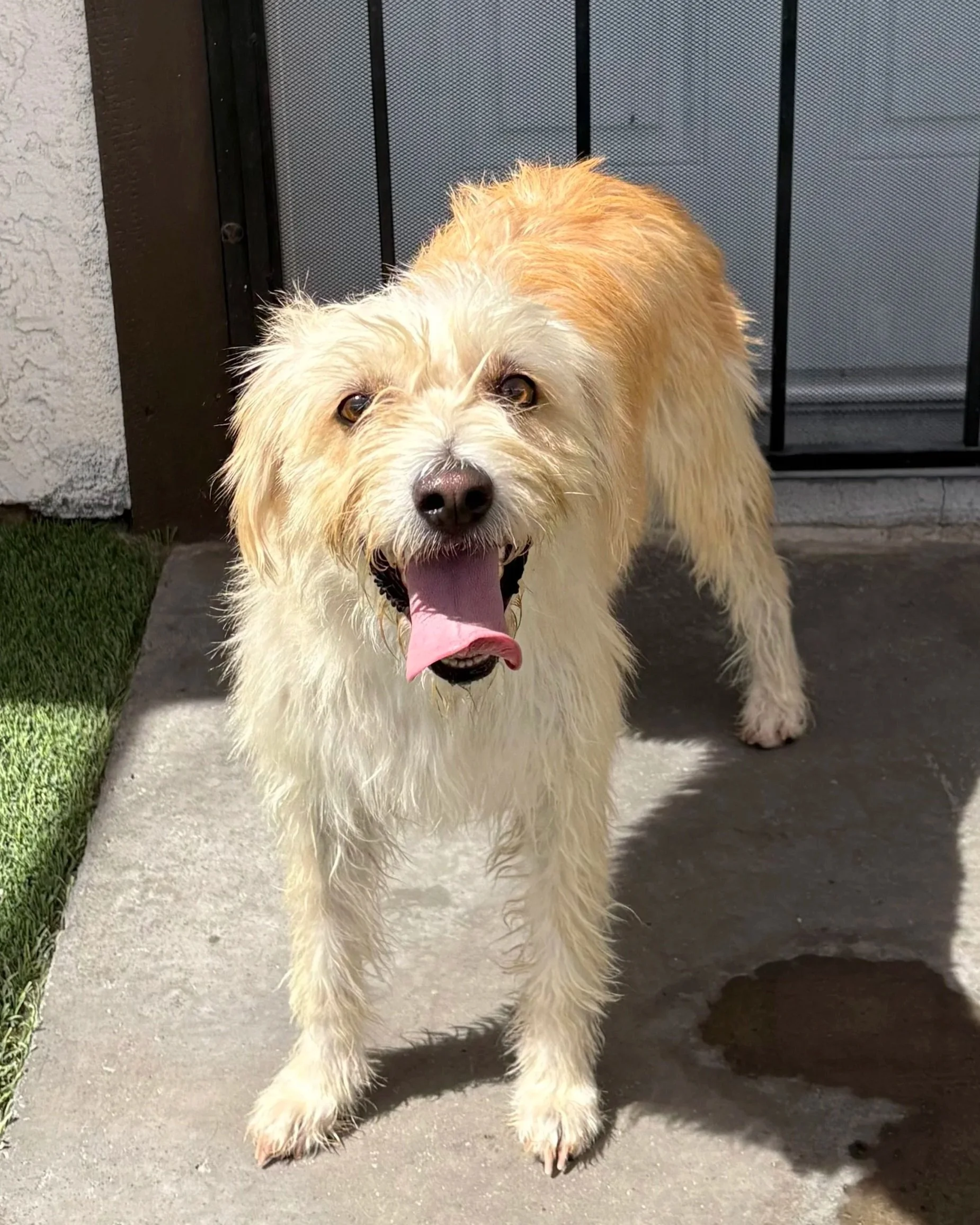 Kahlua/4 Years Old/ Female/Terrier