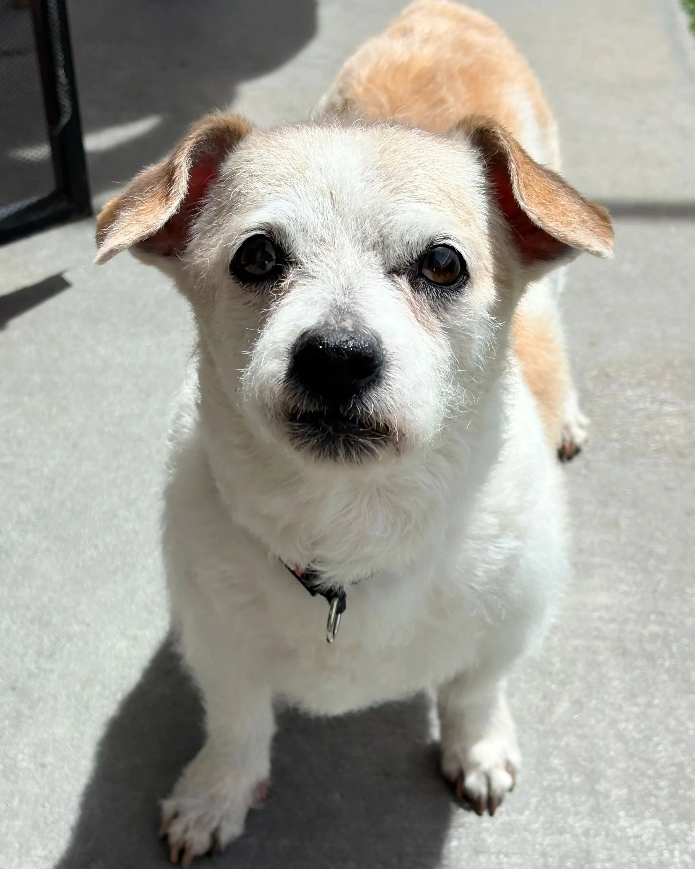 Uncle Bernie/ Terrier/ 10 Years Old Approx