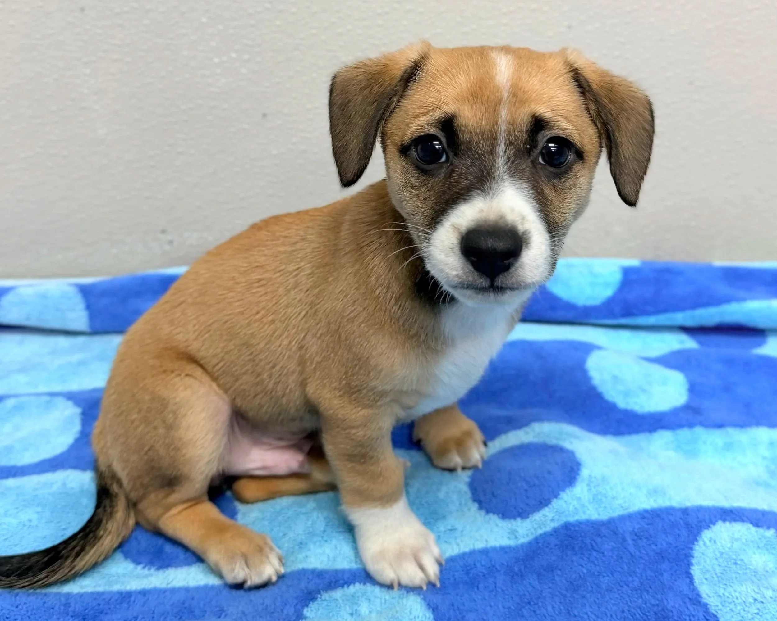 Oakley/Male/8 Weeks/ Mixed Breed