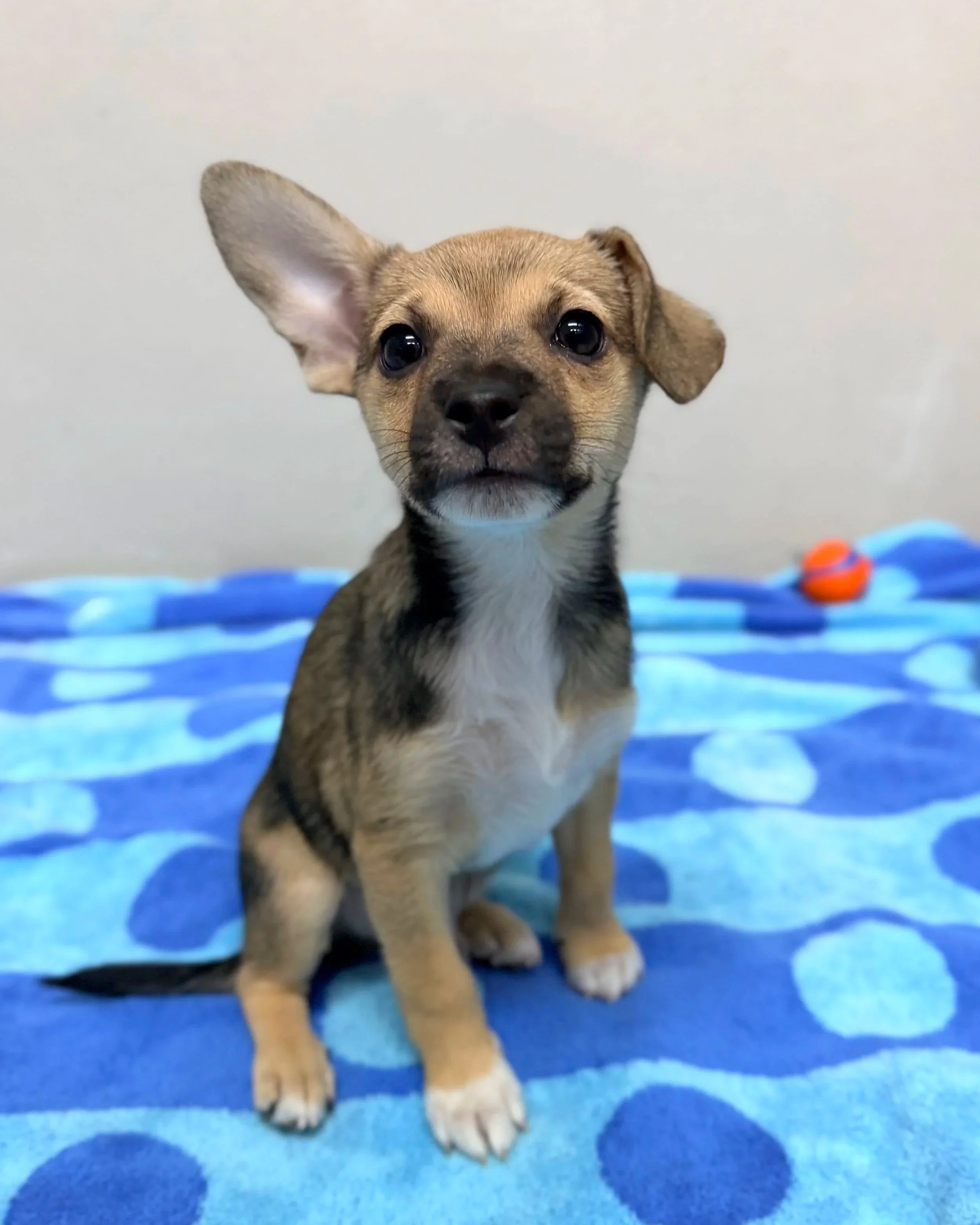 Hunter/Male/ 8 Weeks/Mixed Breed
