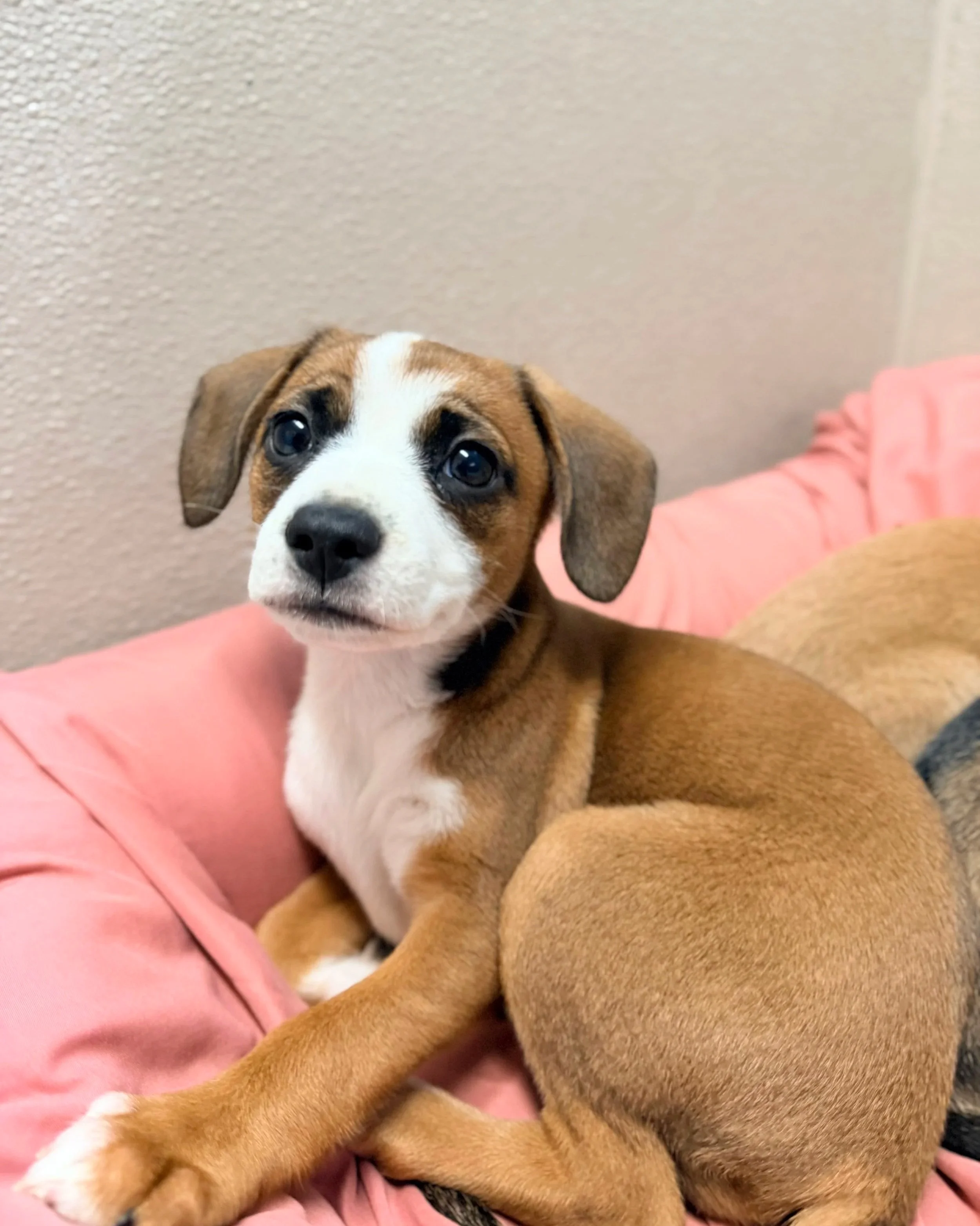 Cider/ Female/ 8 Weeks/ Mixed Breed
