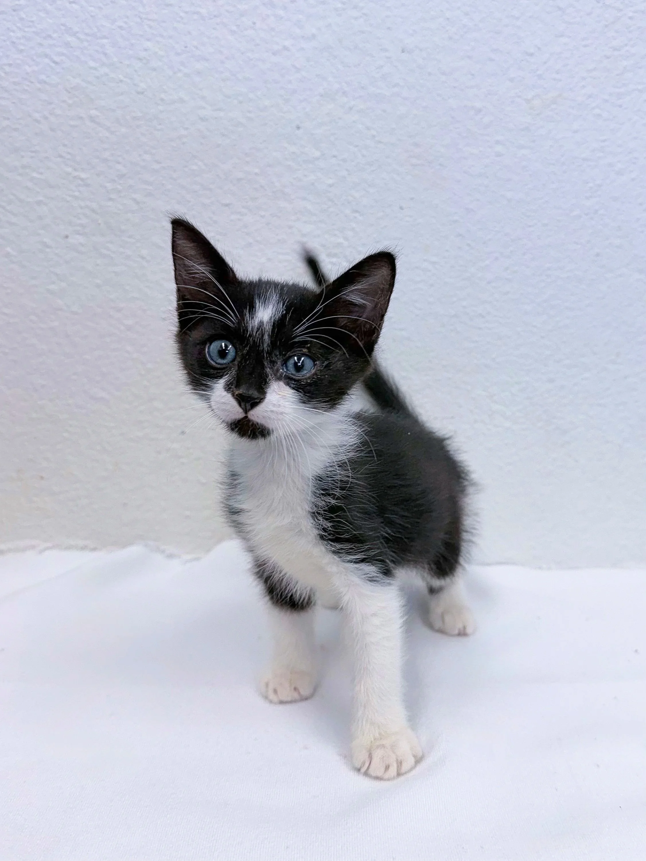 Gremlin, male, 6 weeks