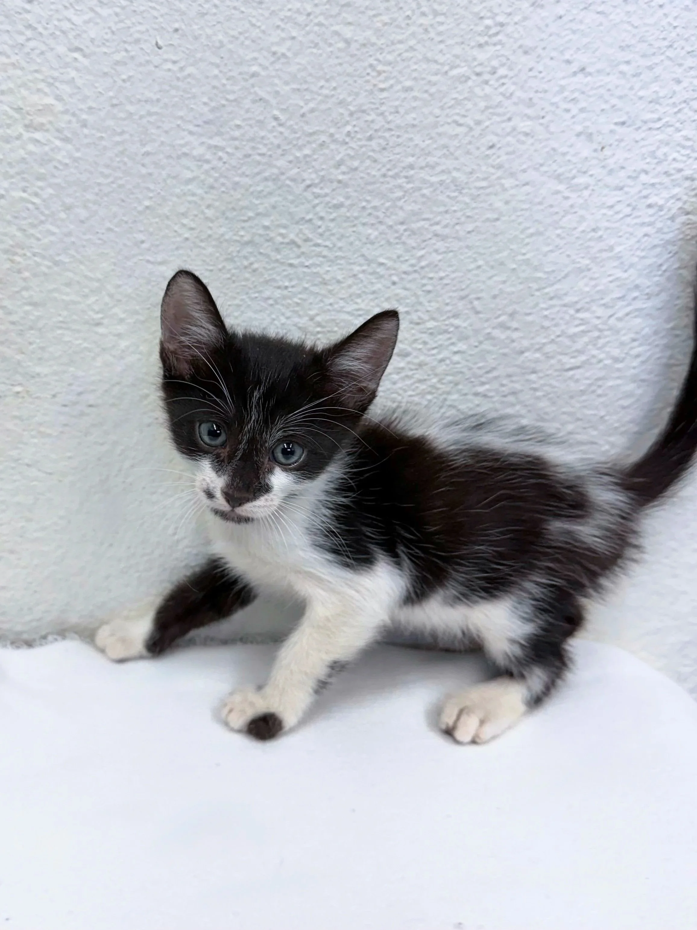 Goblin, male, 6 weeks