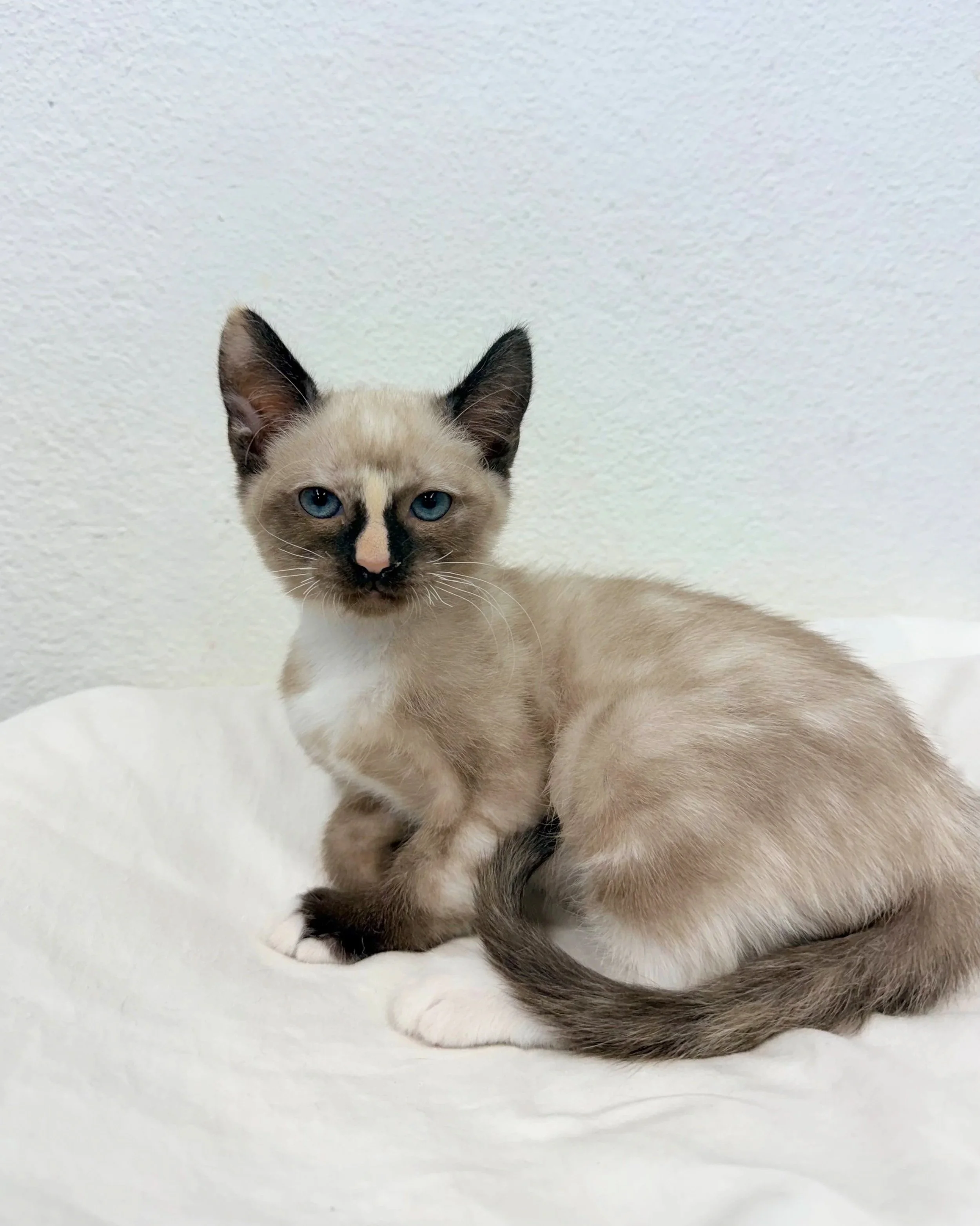 Bonk/ Female/ 7 Weeks