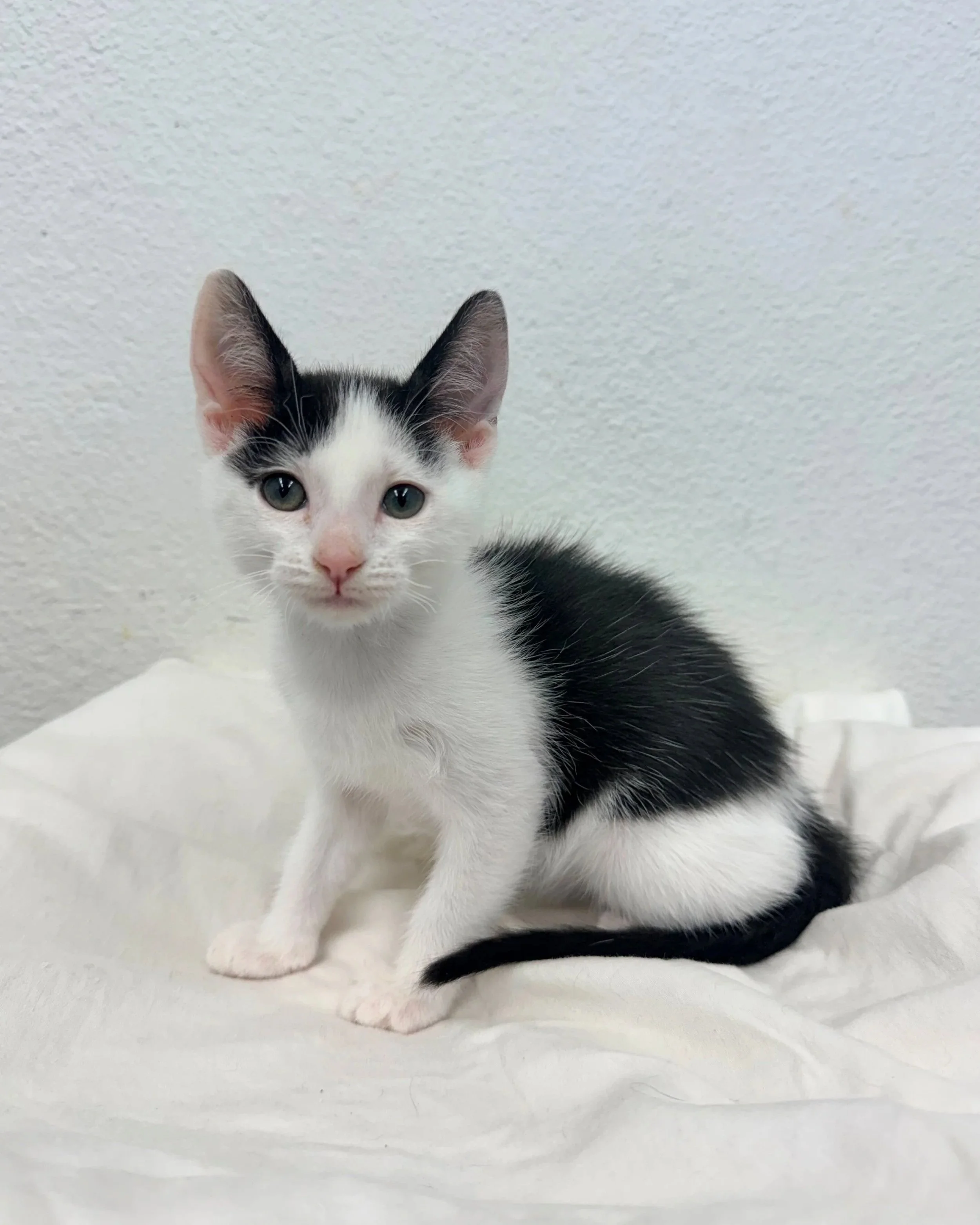 Stinkbug/ Male/ 7 Weeks Approx.