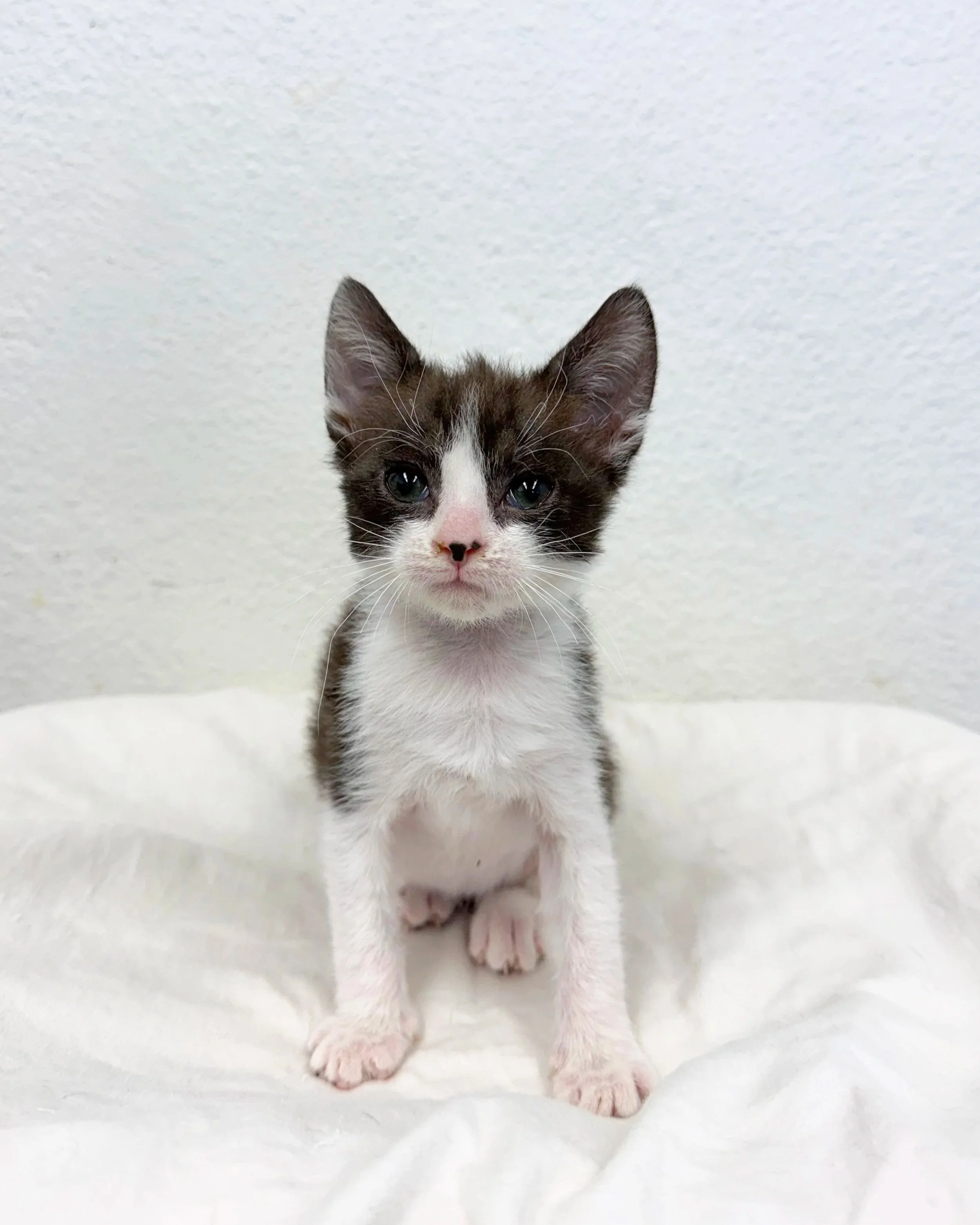 Crumbs/ Male/ 7 Weeks Approx.