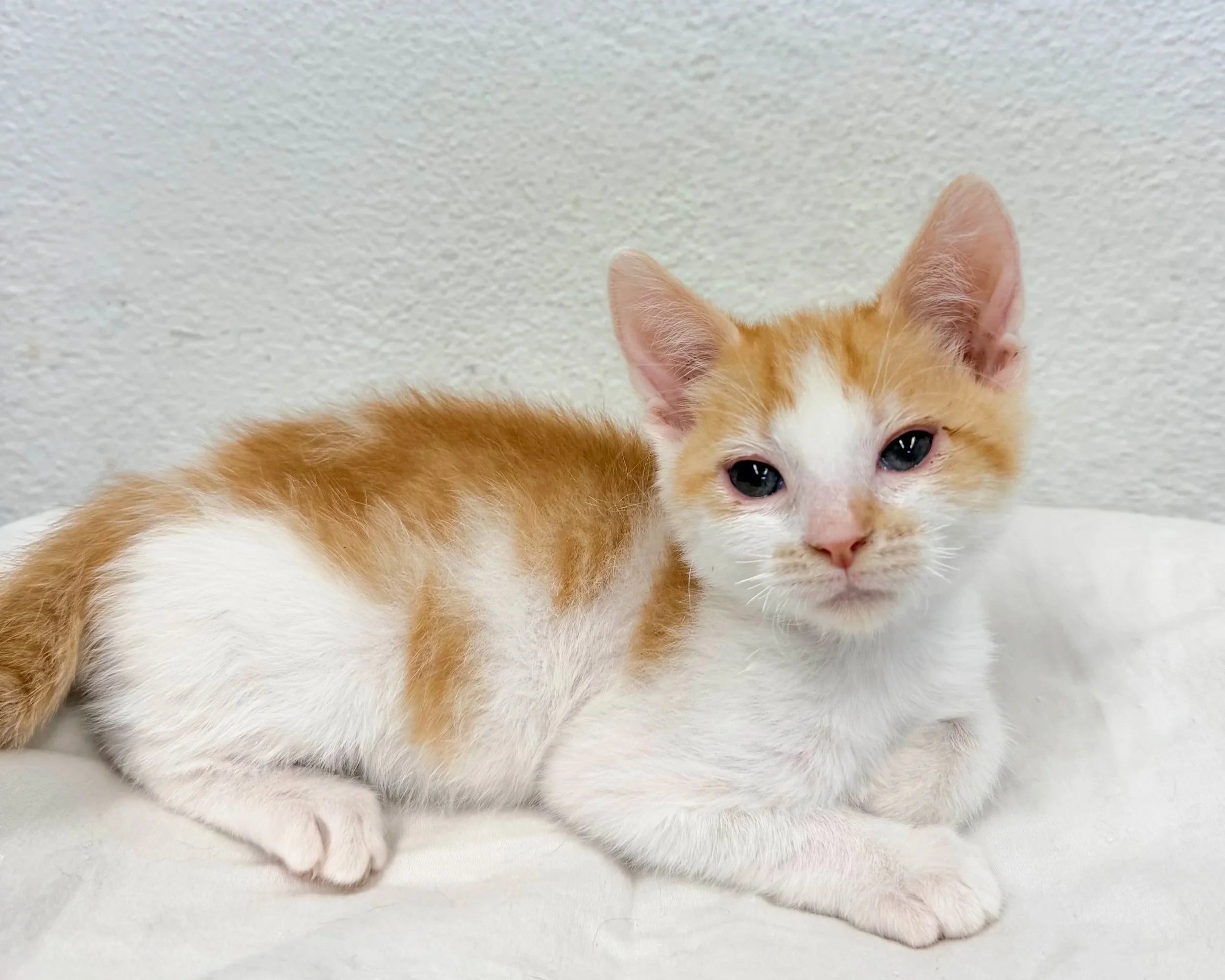 Pawtato/ Male/ 7 Weeks Approx.