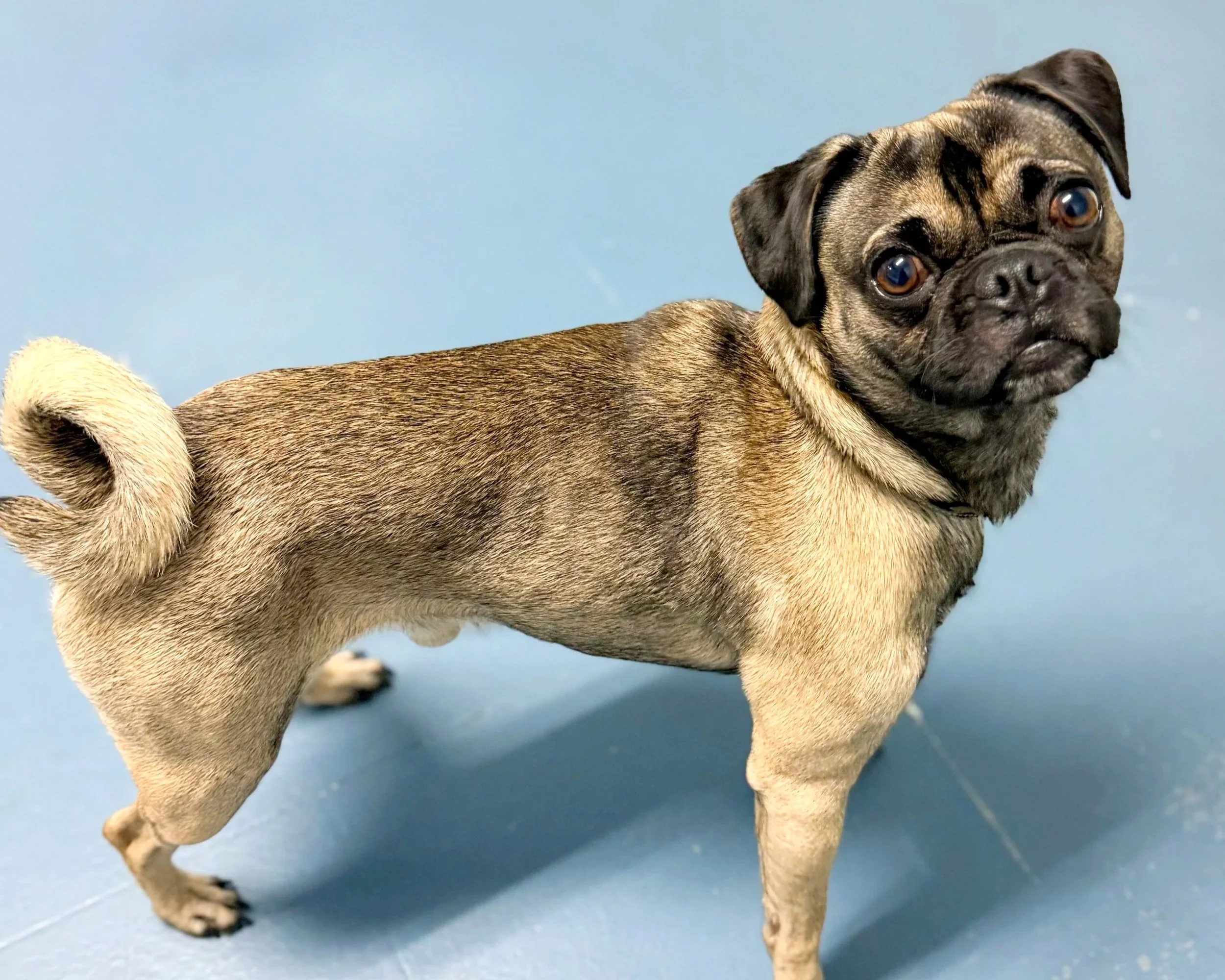 Houdini/ Pug/ 3 Years Old Approx.