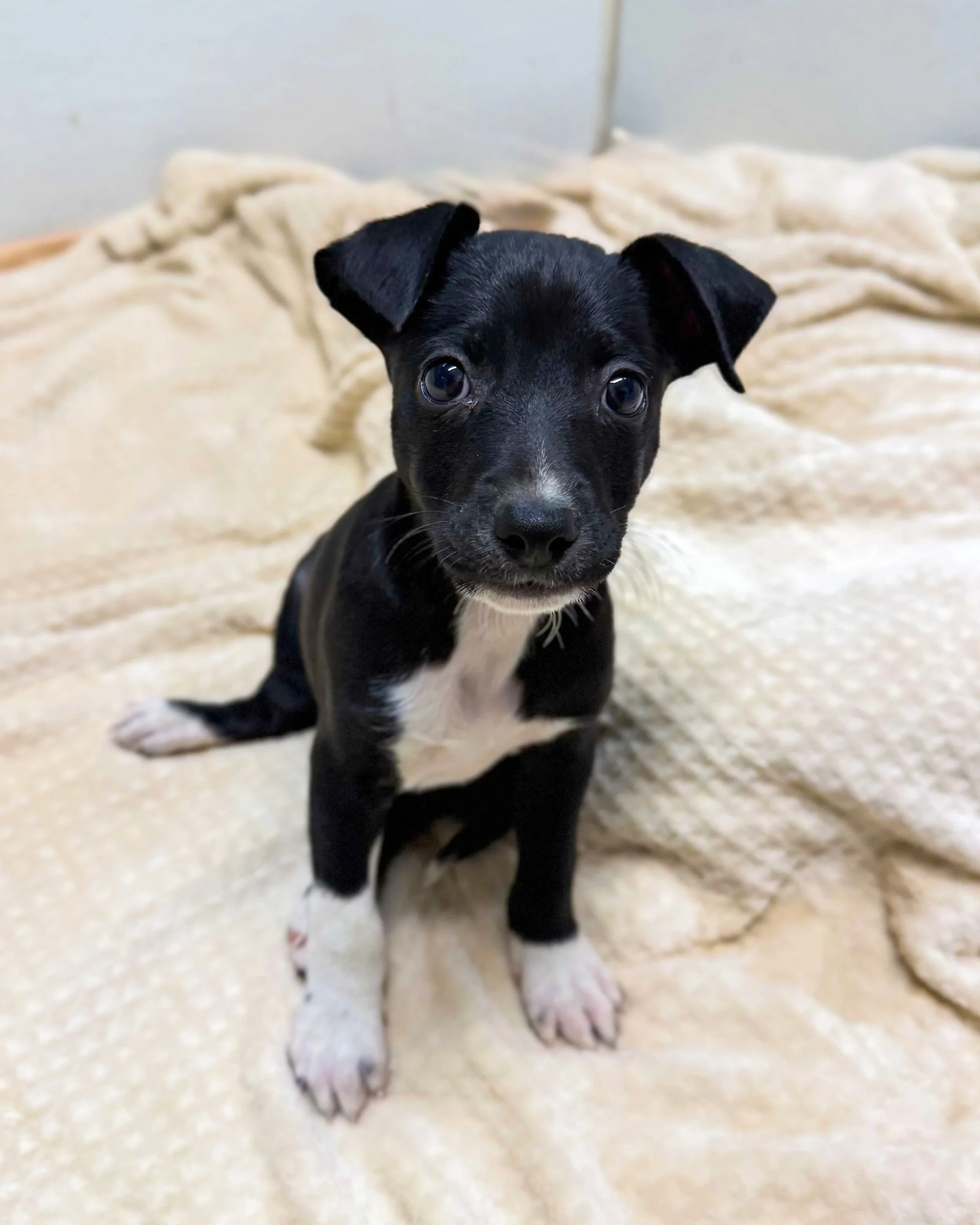 Banjo/ Male/ Mixed Breed.