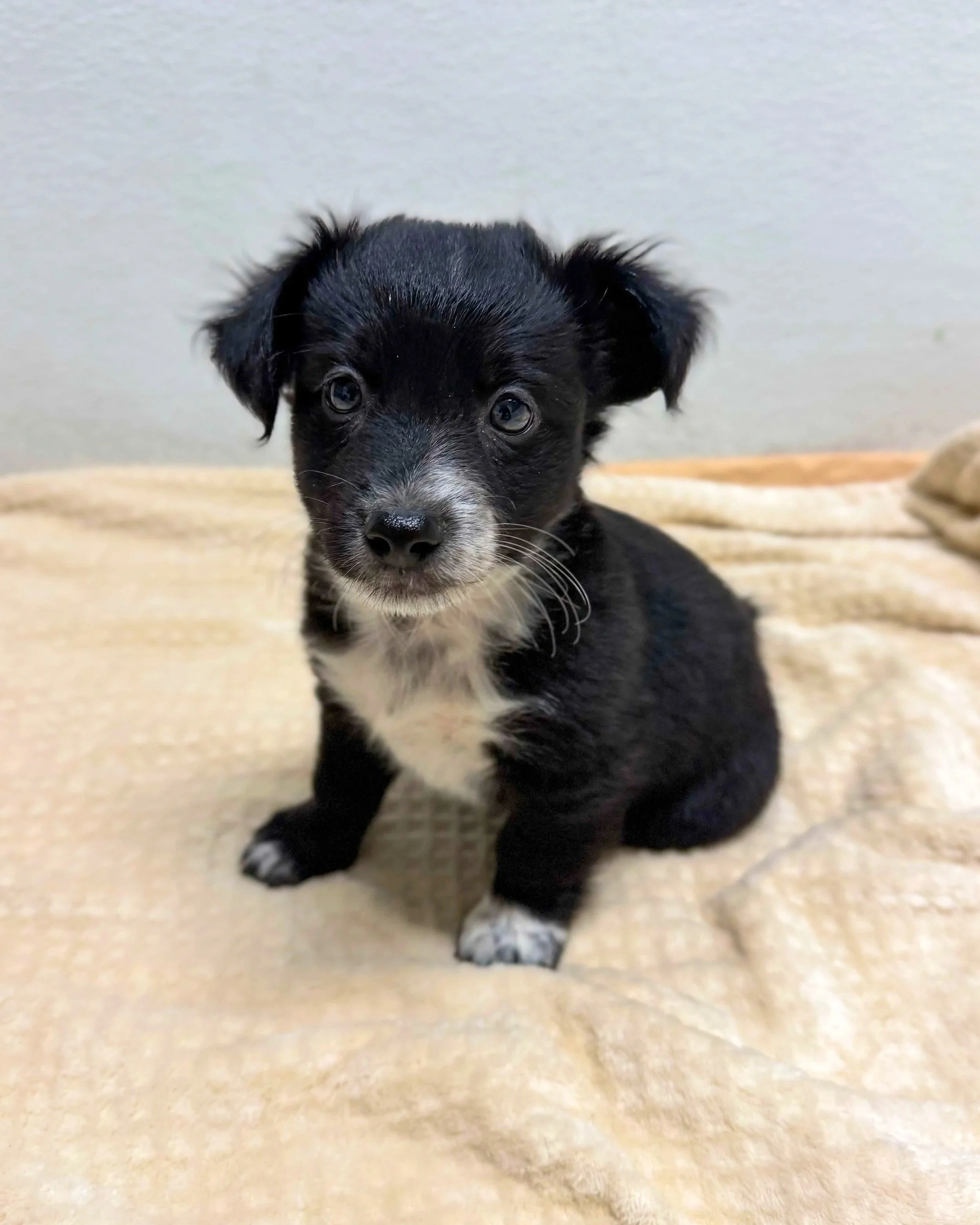 Skippy/ Male/ Mixed Breed