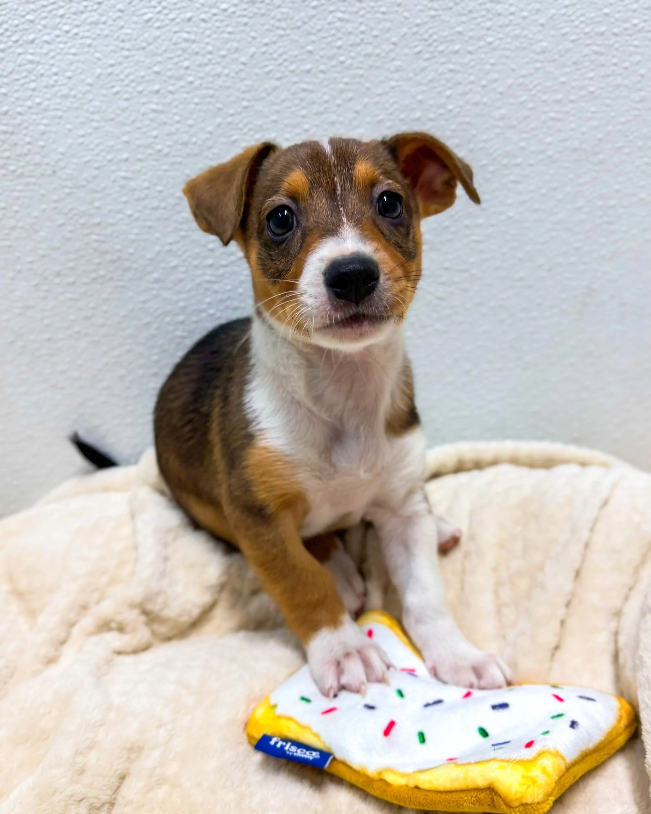 Pippin/Female/Mixed Breed