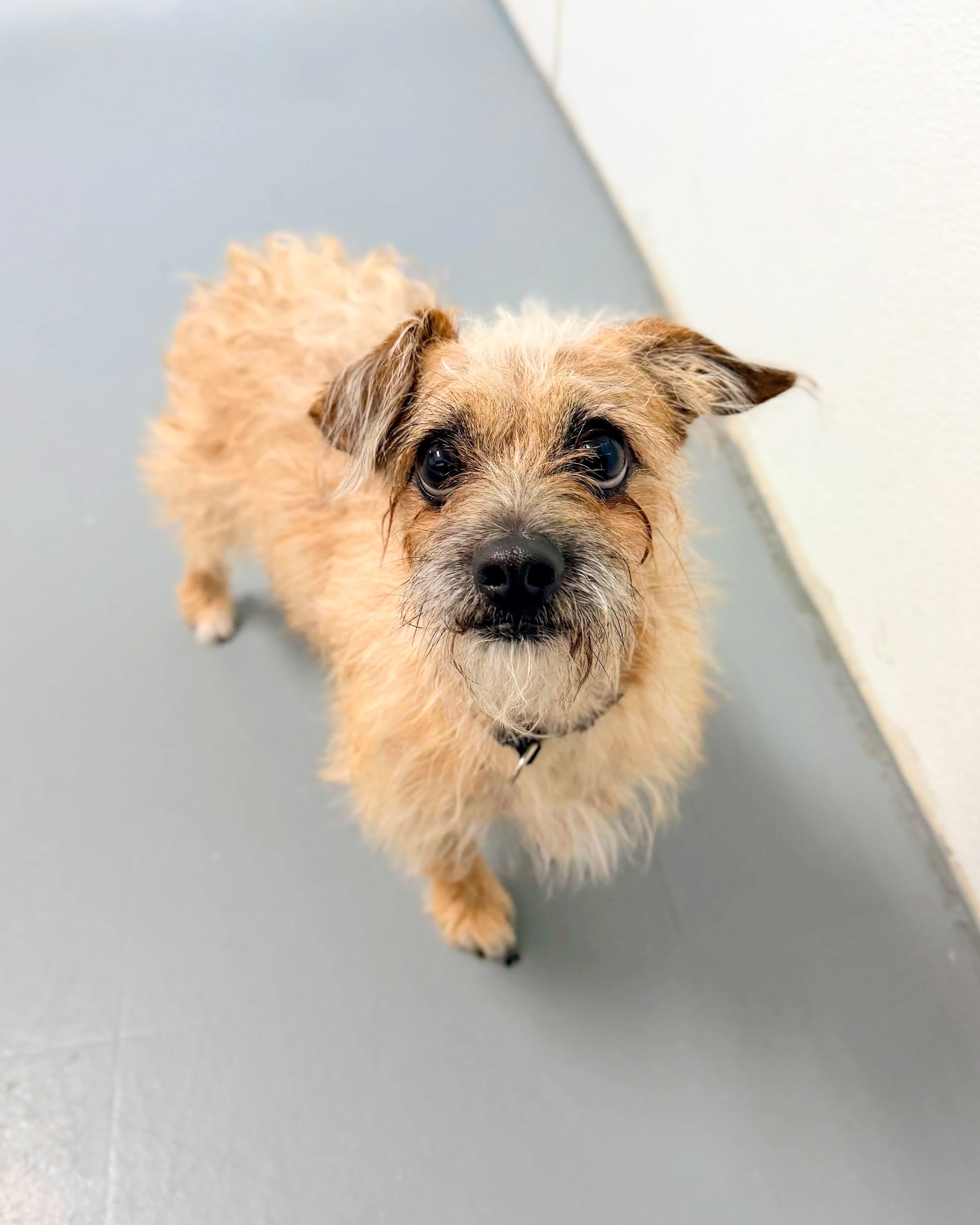 Fabio/ Male/ Age TBD/Please note: Pets listed as “Coming Soon” are not yet available. We don’t know exactly when they will be available, so please check our website for updates.
