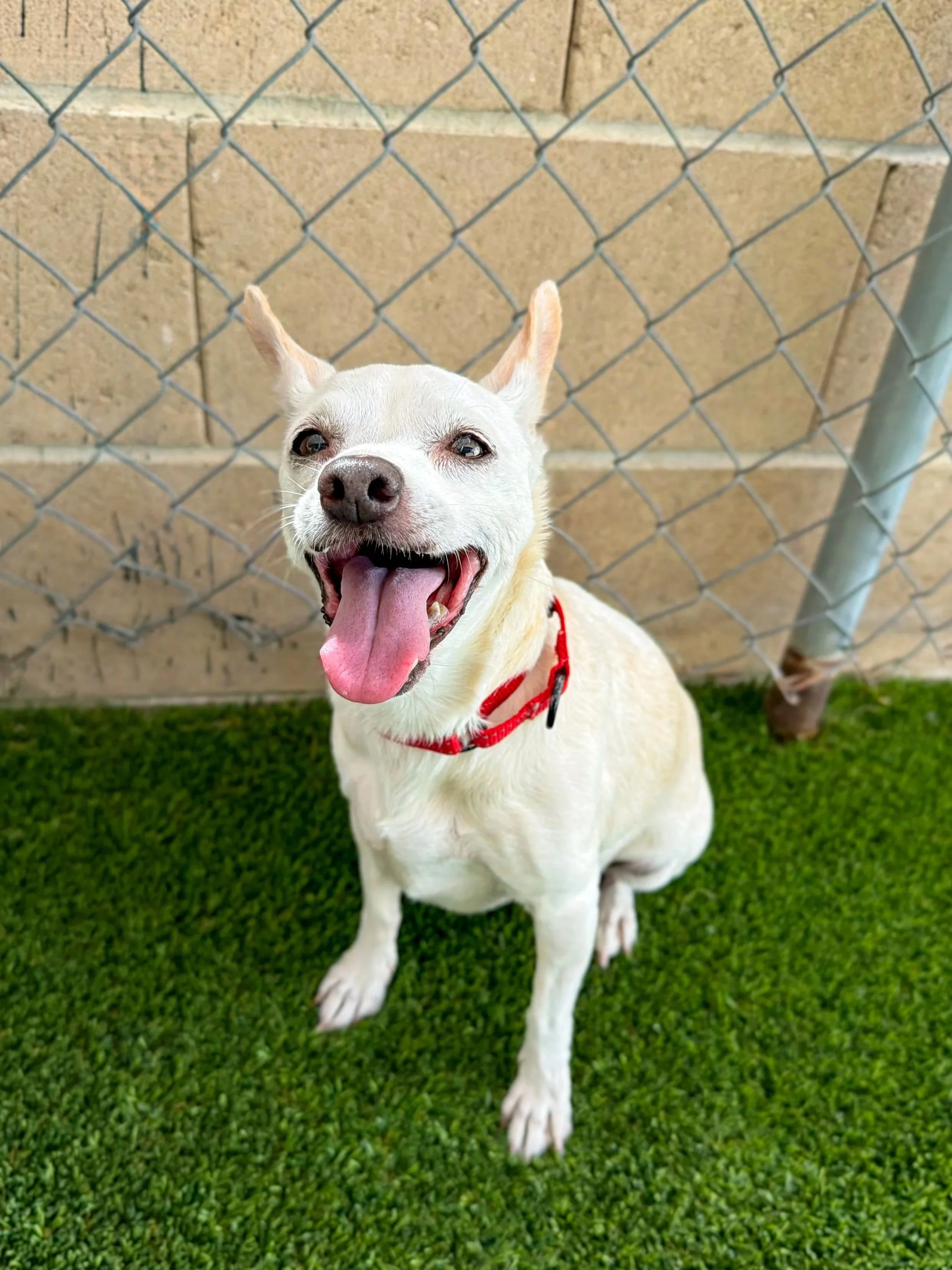 Mrs. Gerntrude/ Female/ Chihuahua X/ 11 Years Young.