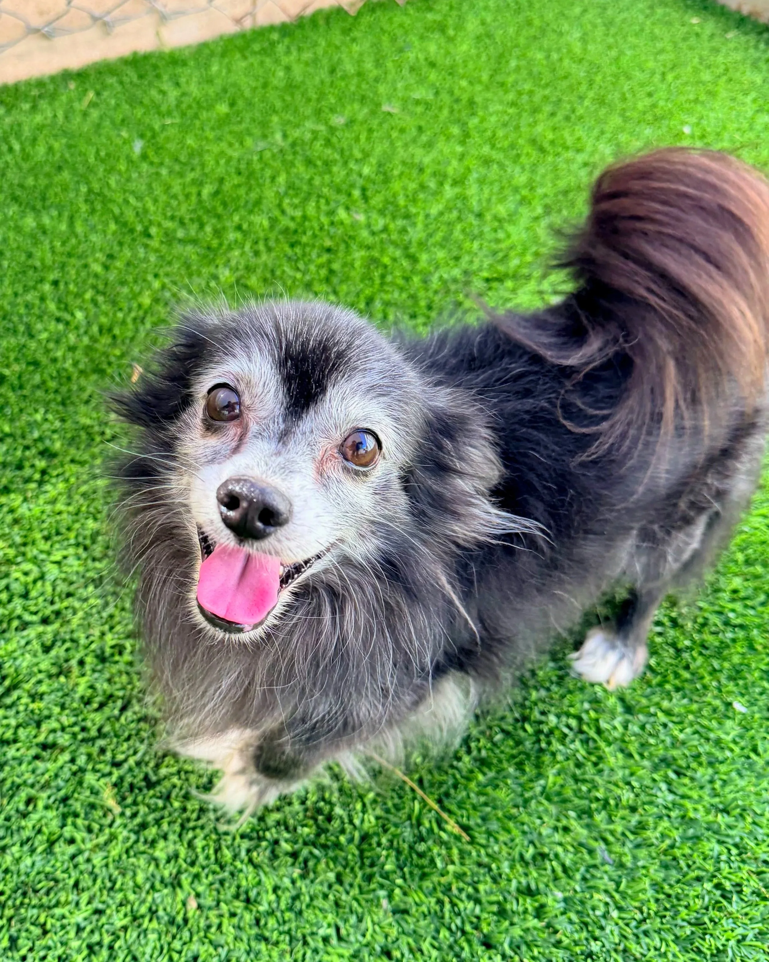 Mr.Herbert/ Pom X/ 13 Years Young.