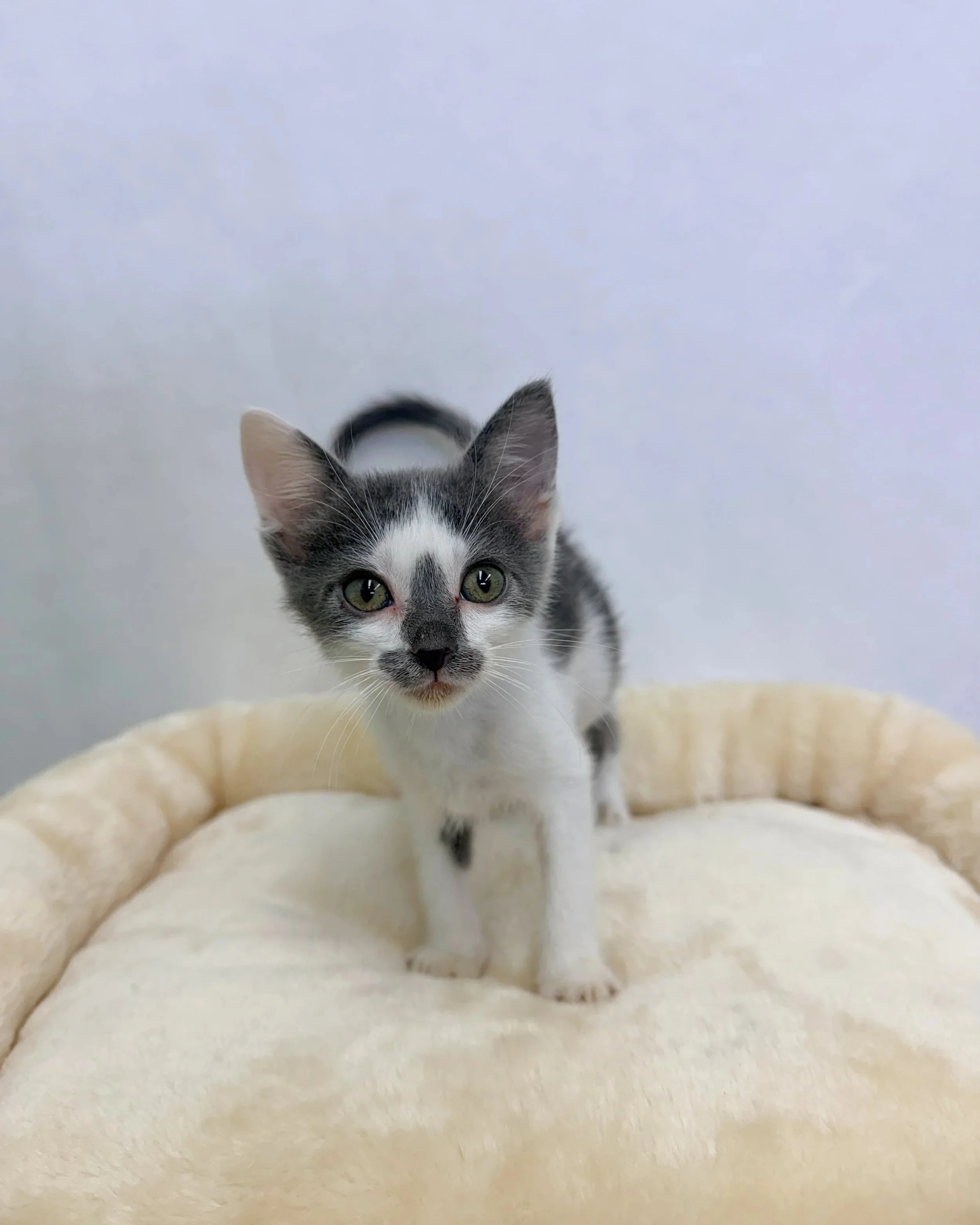 Kitten McNugget/ Female/8 Weeks