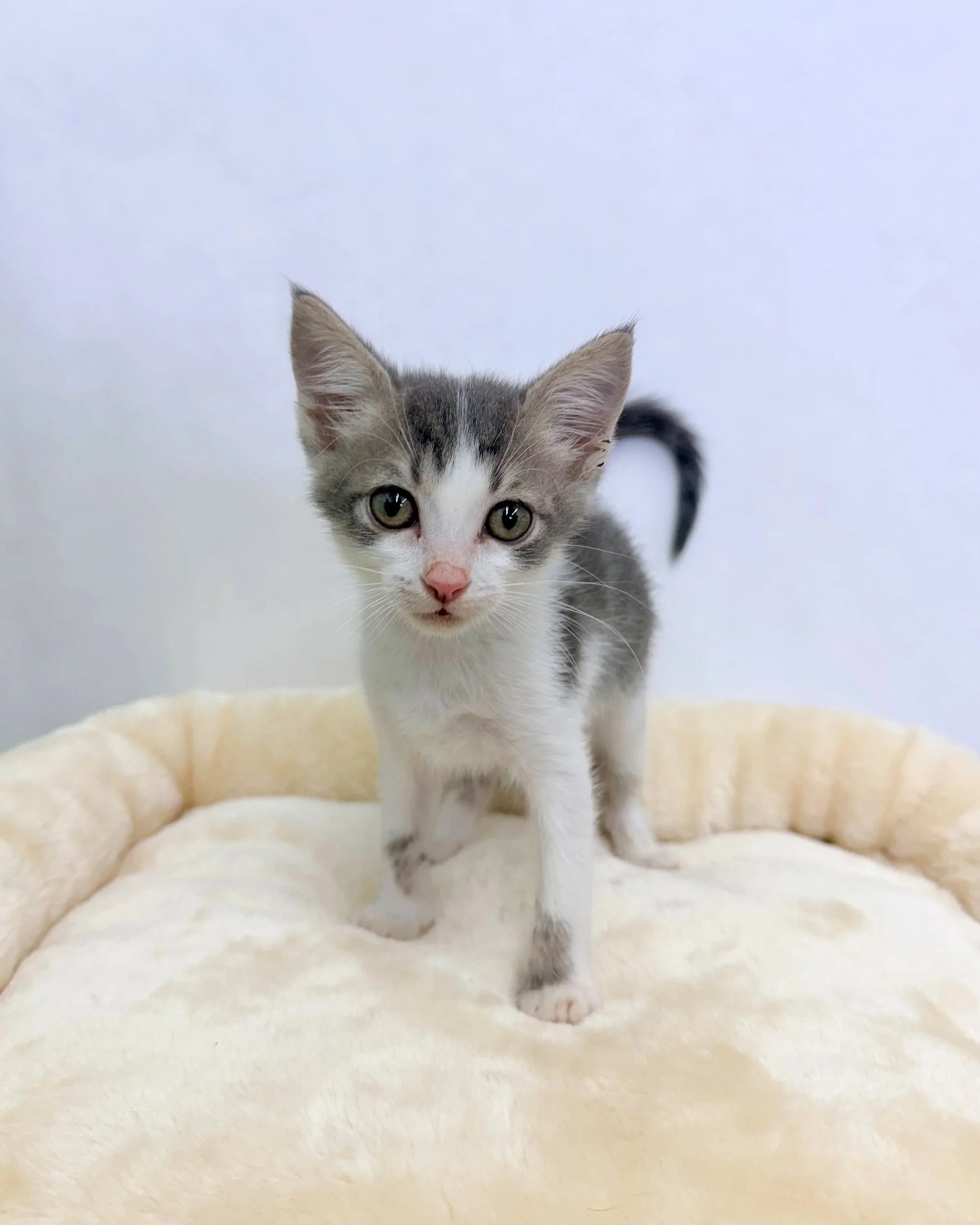 PicaDeGato/Female/8 Weeks