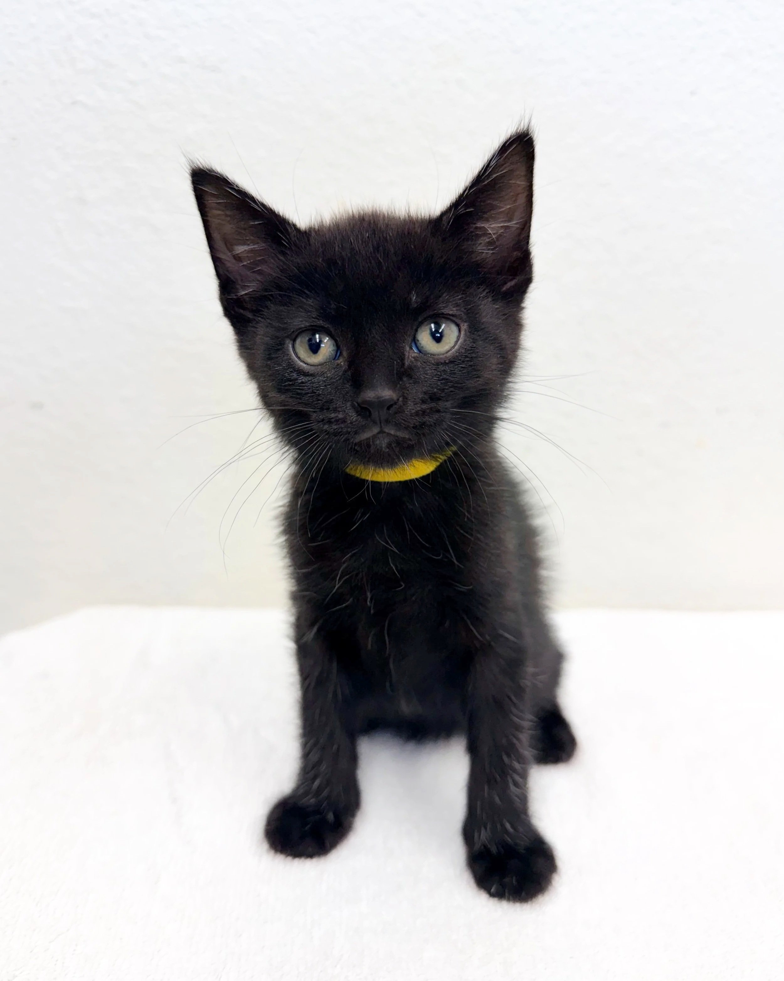Webter/ Male/ 6 Weeks
