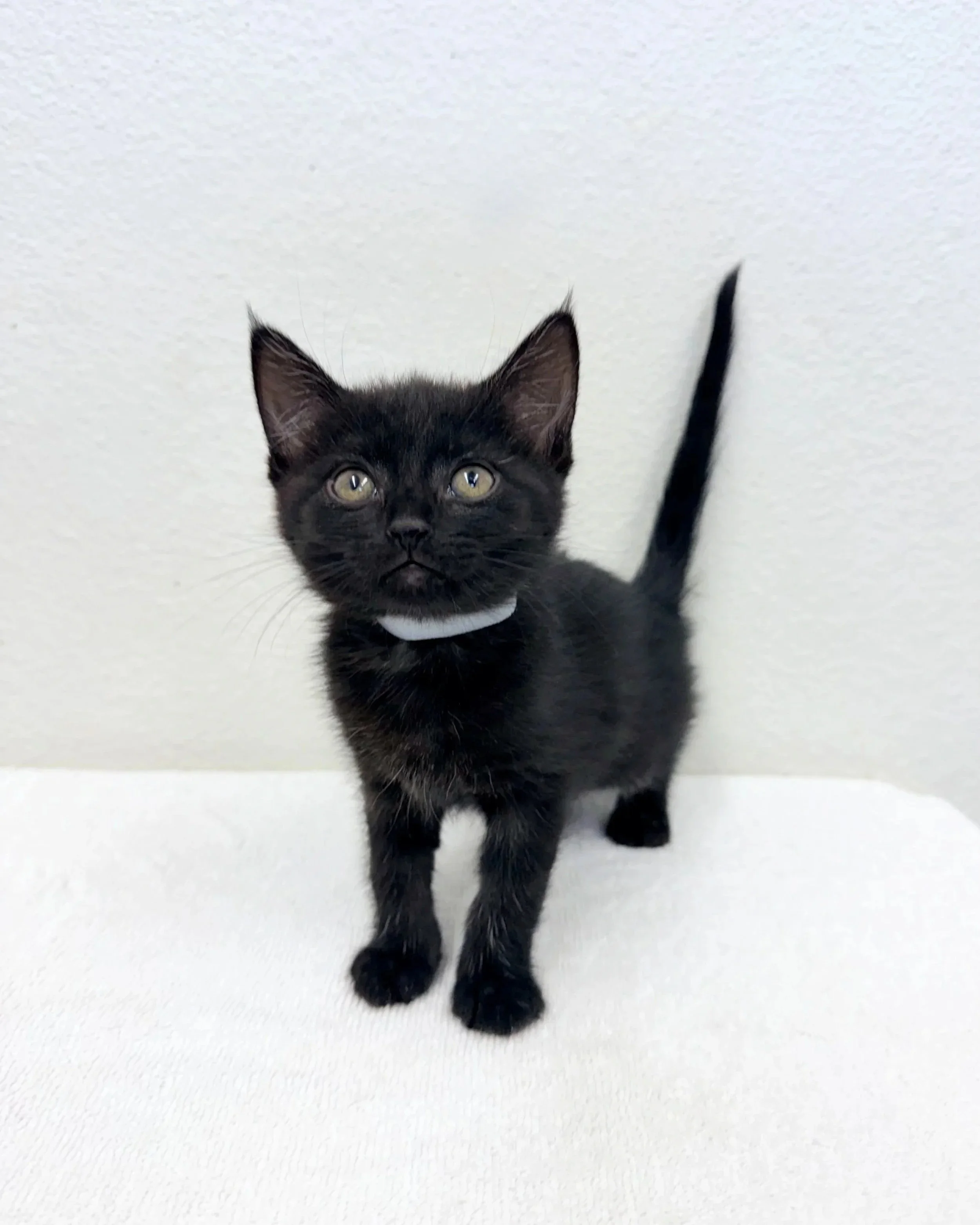 Coven/ Female/ 6 Weeks
