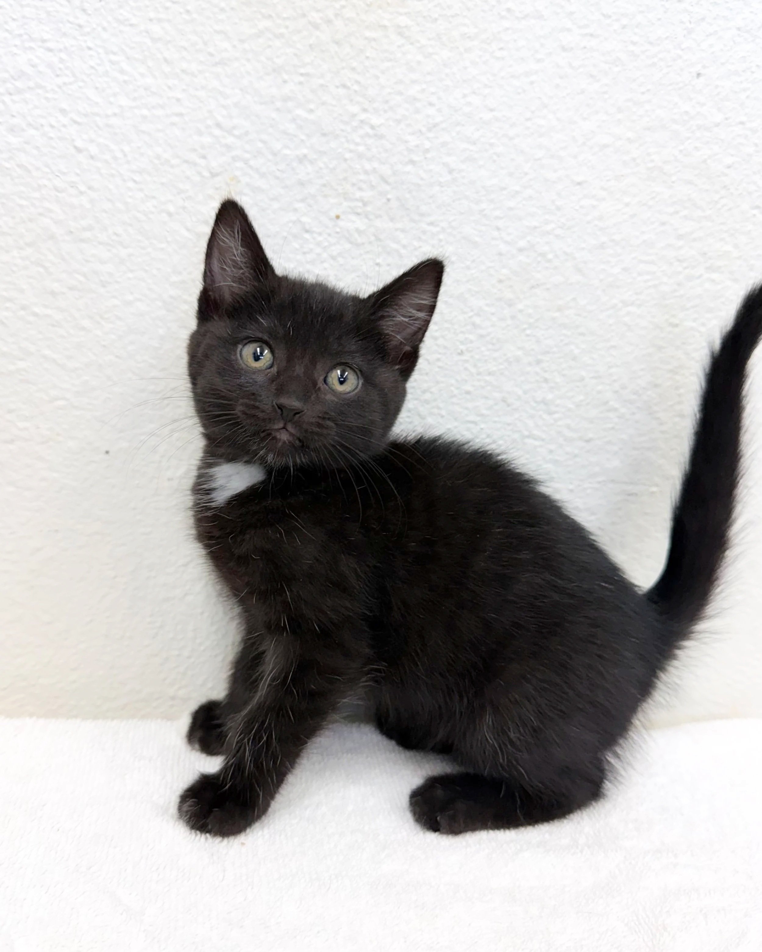 Ghoulie/Female/ 6 Weeks