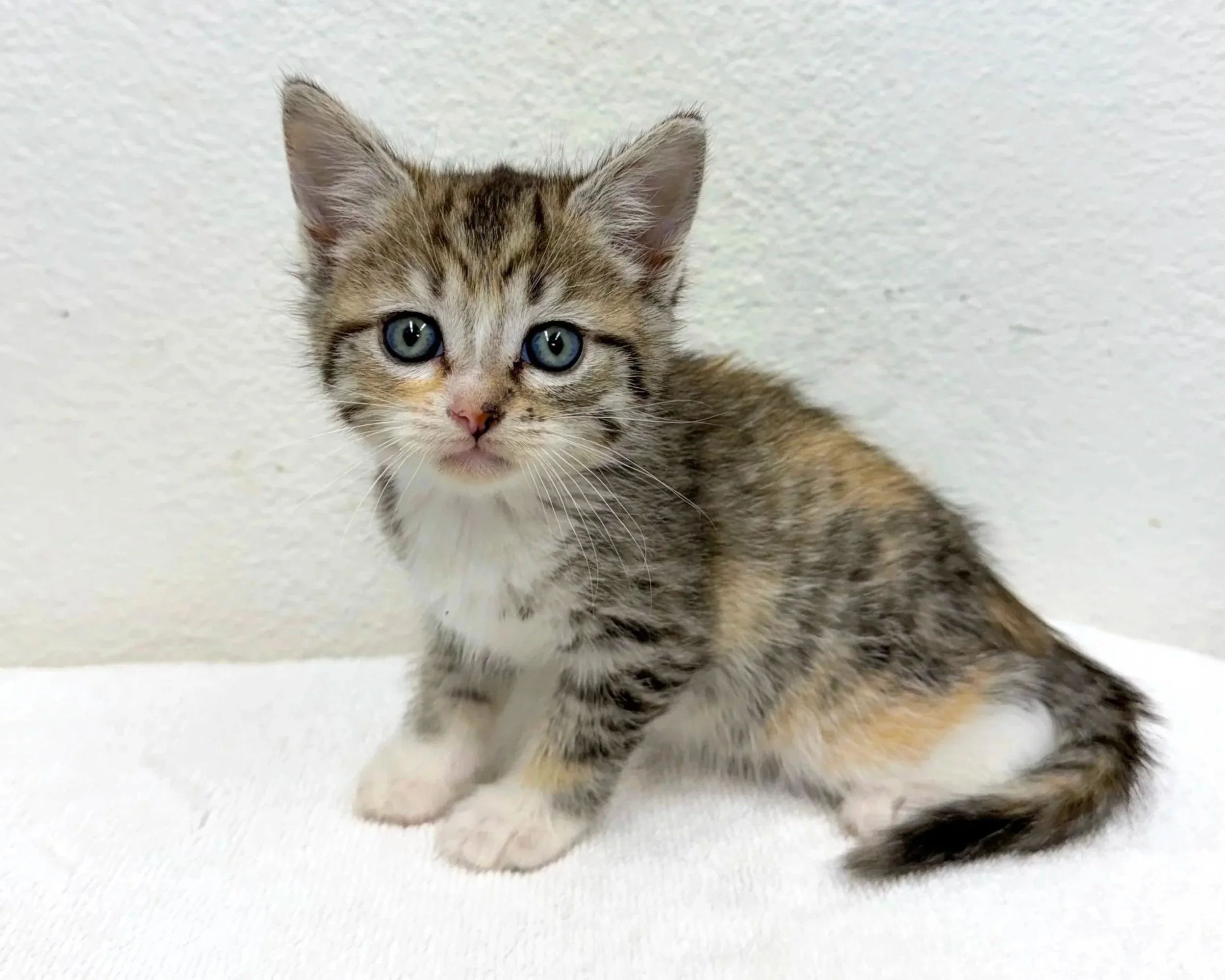 Hocus/Female/ 6 Weeks