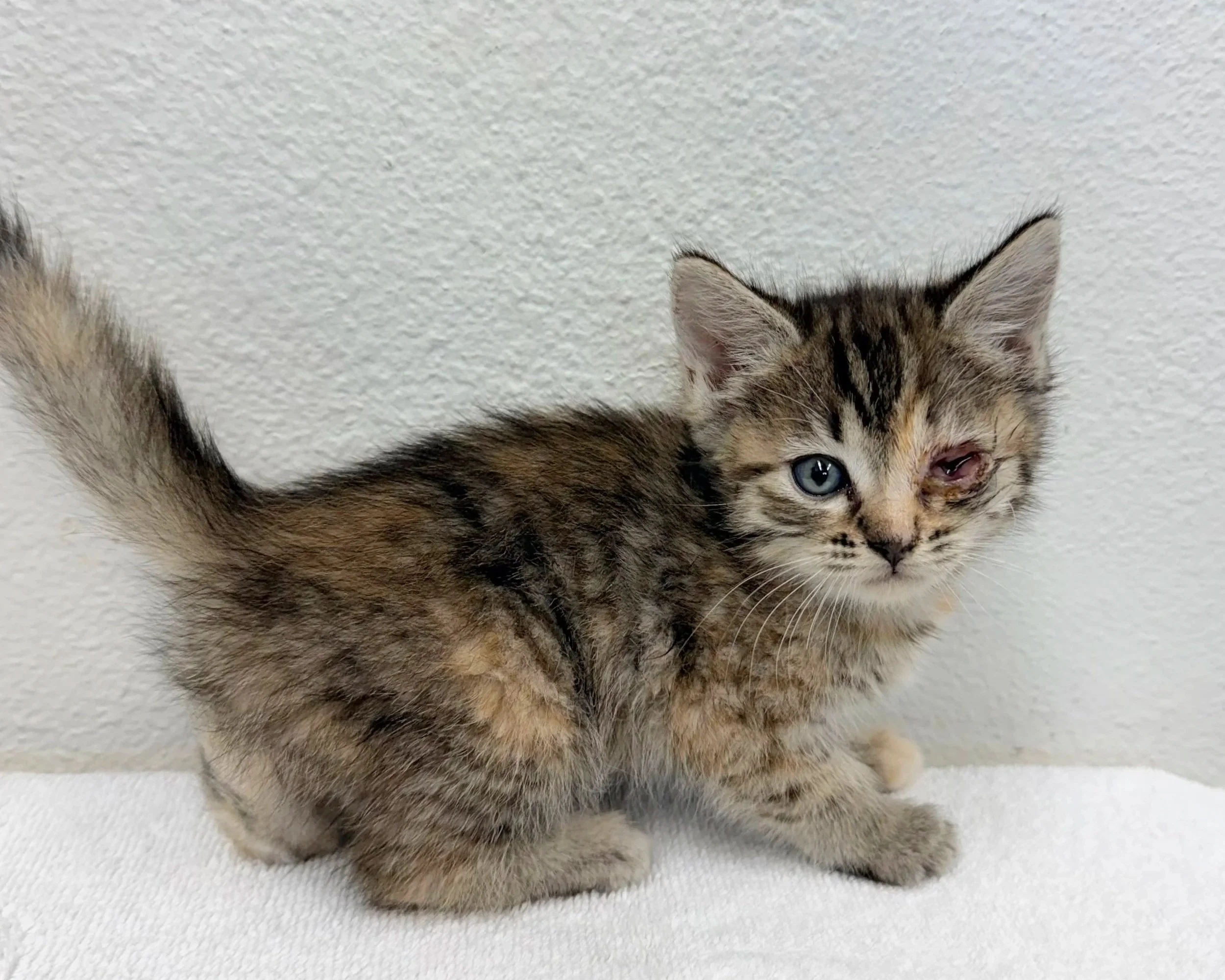Pocus/ Female/ 6 Weeks (Under Medical Observation)