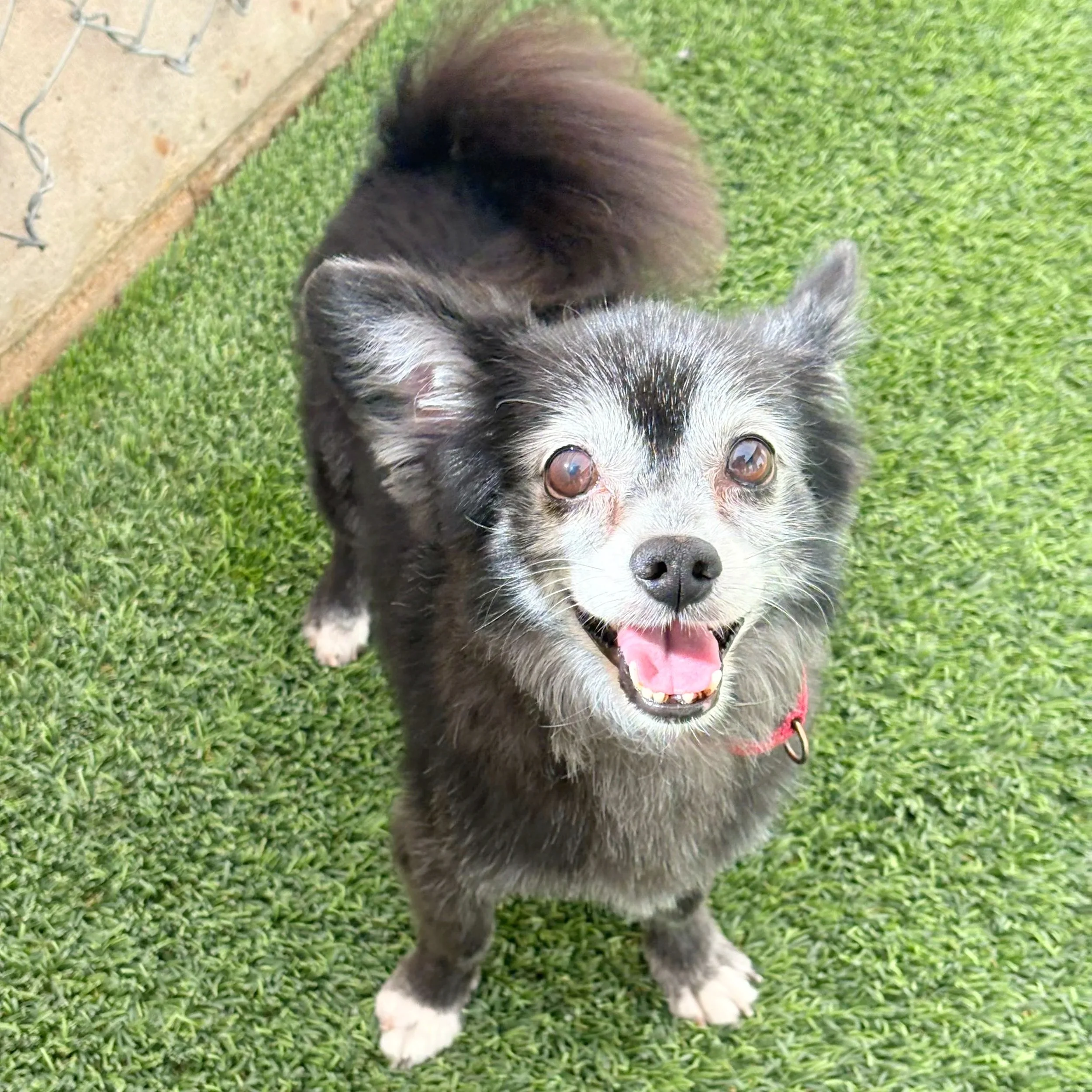 Mr.Herbert/ Pom X/ 13 Years Young.